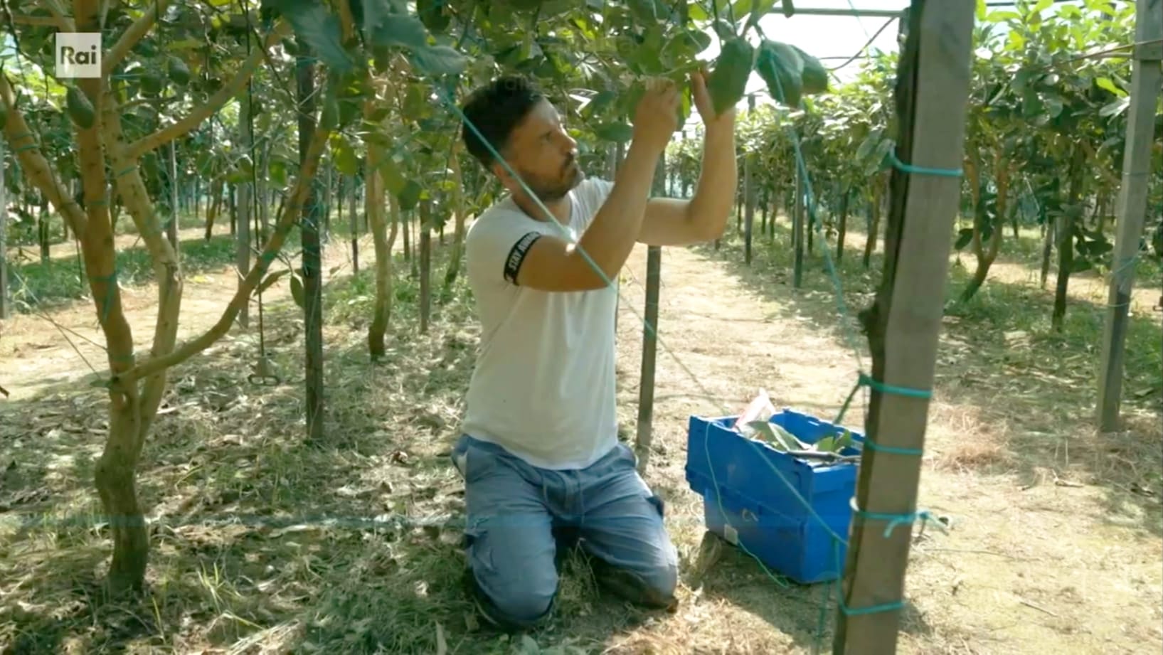 cedricoltore - Meraviglie di Calabria - 2