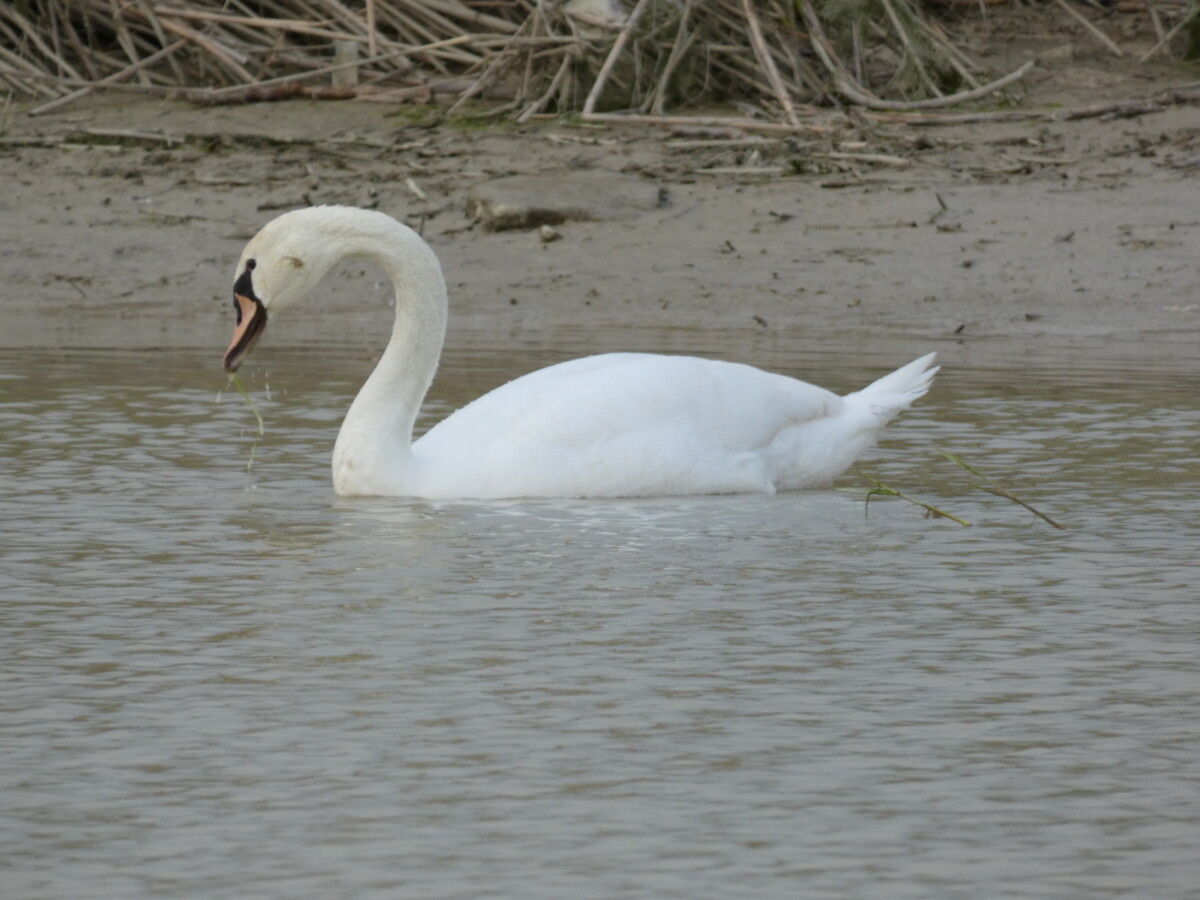 cigno reale crotone 1 - Meraviglie di Calabria - 2