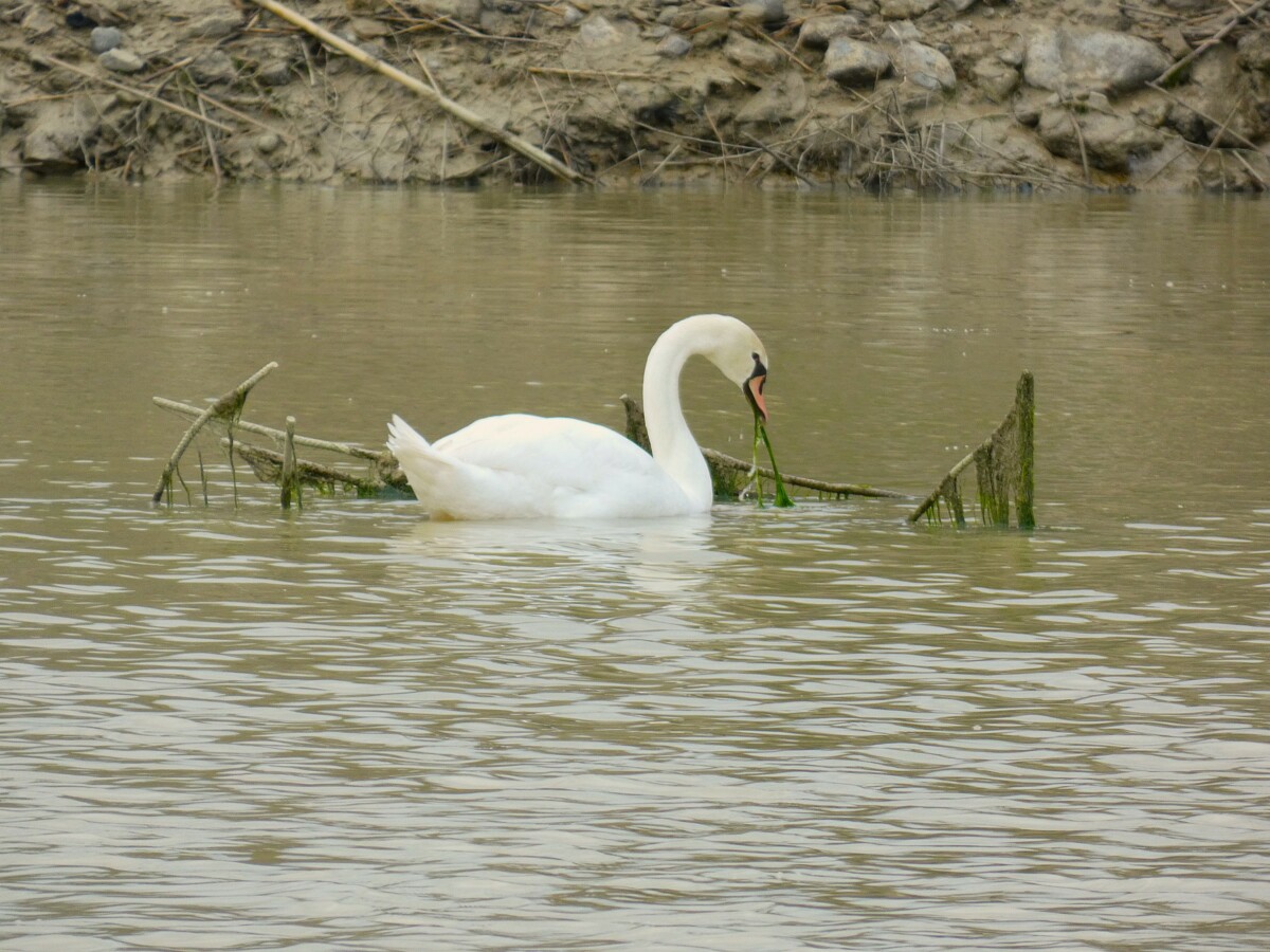 cigno reale crotone 2 - Meraviglie di Calabria - 4