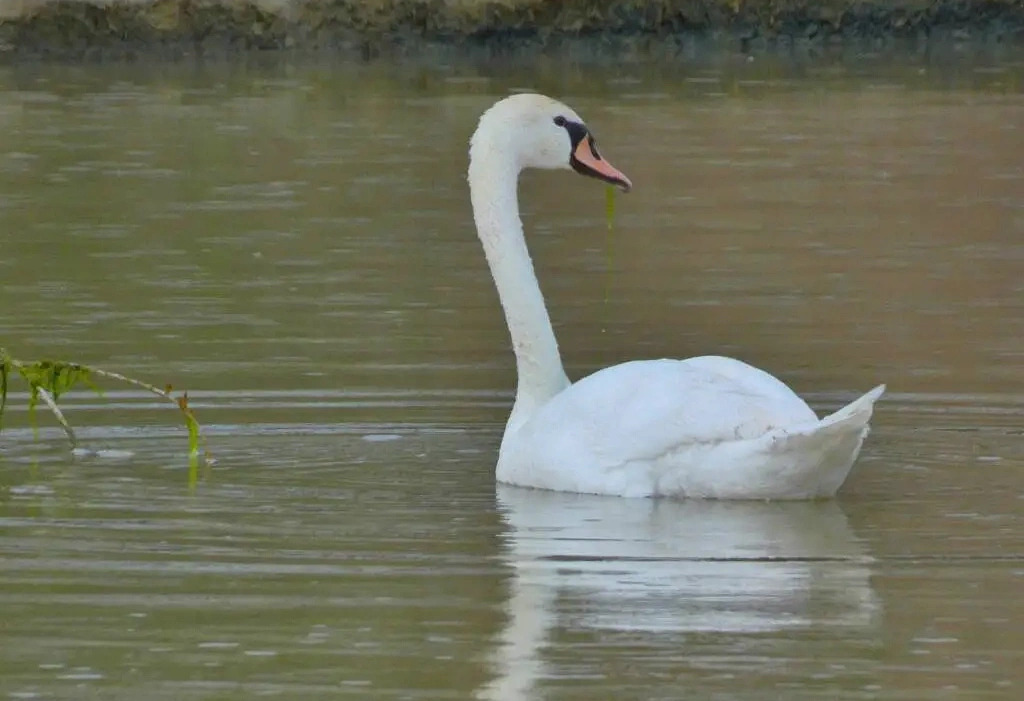 Presenza rara a Crotone, un Cigno reale alla foce del Passovecchio