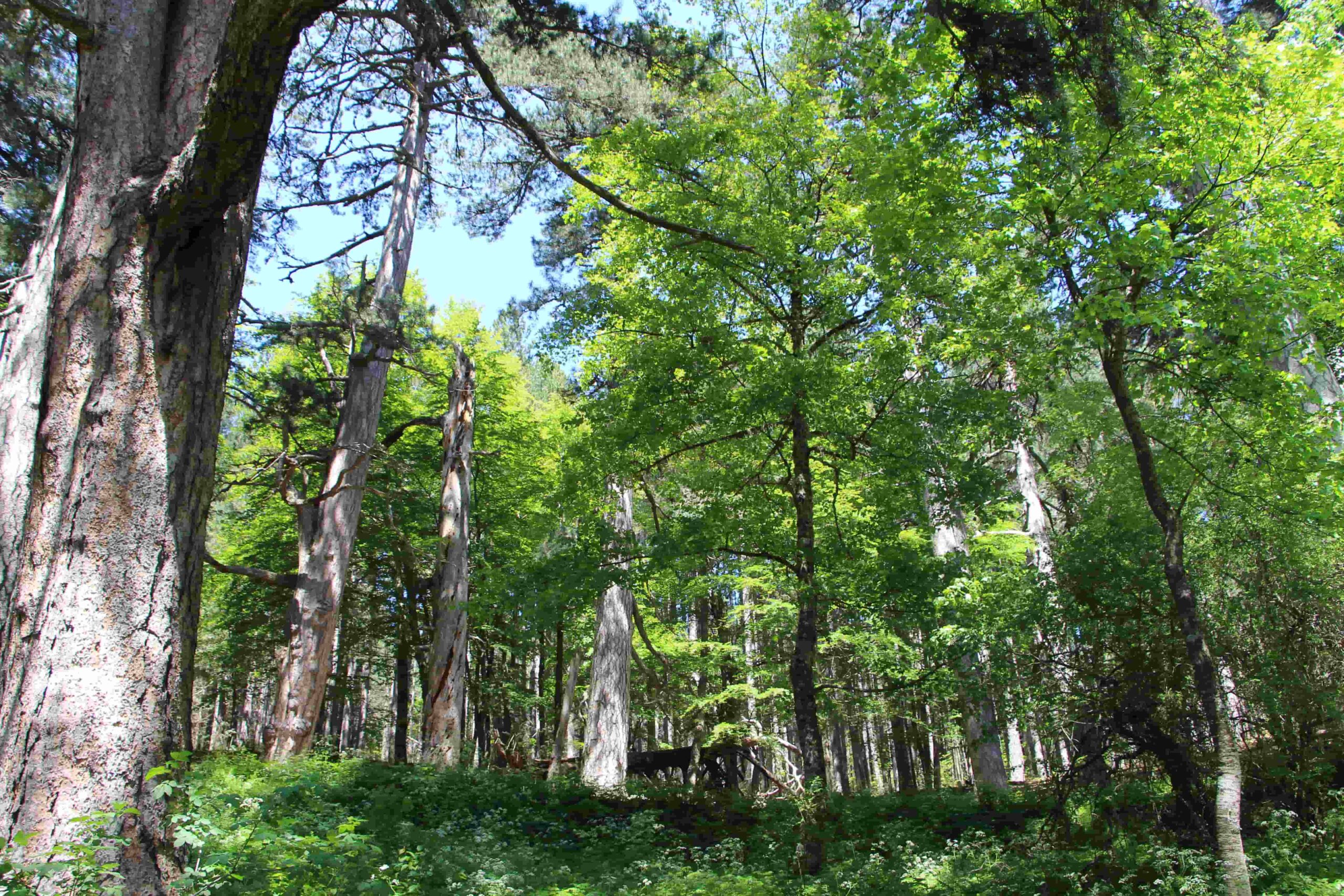 Anticipo di primavera, apertura straordinaria ai Giganti della Sila