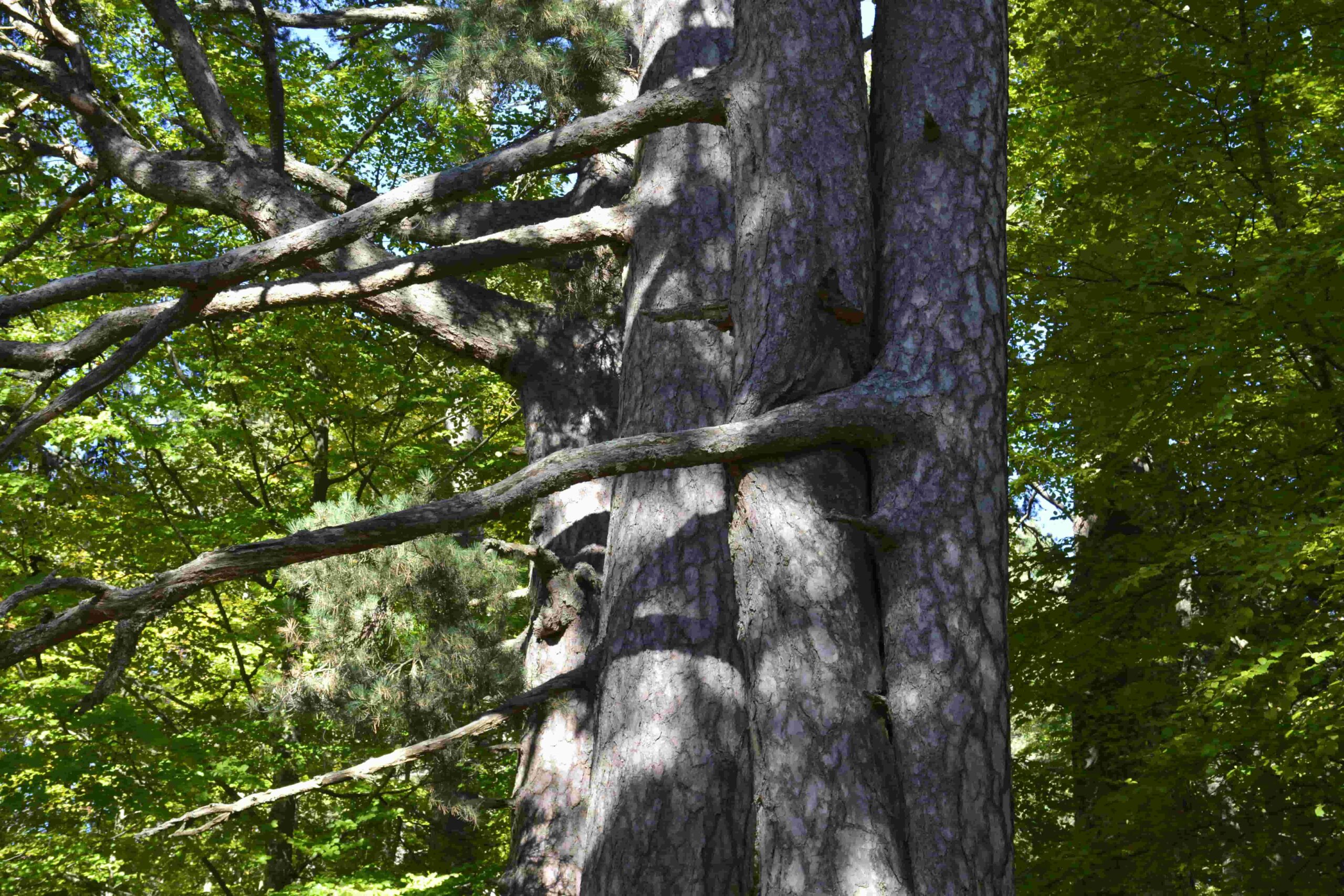 giganti della sila ph FAI scaled - Meraviglie di Calabria - 10