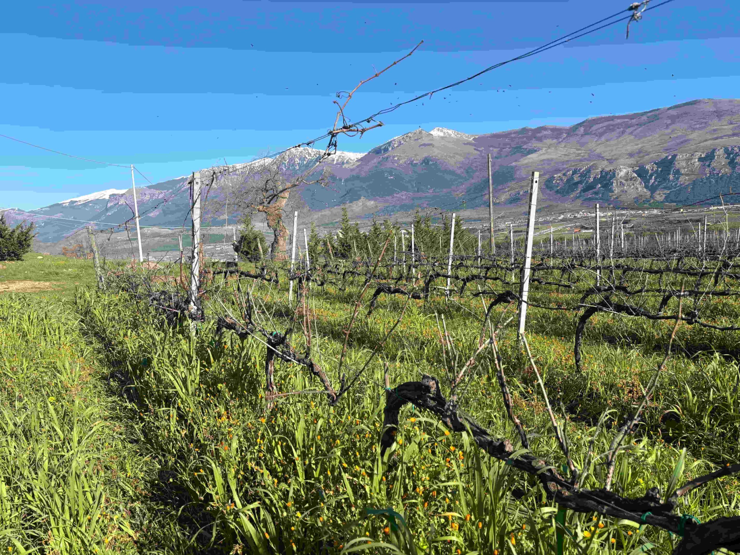 Premio “Carta dei Vini – Spirito Slow” di Slow Wine a Catasta