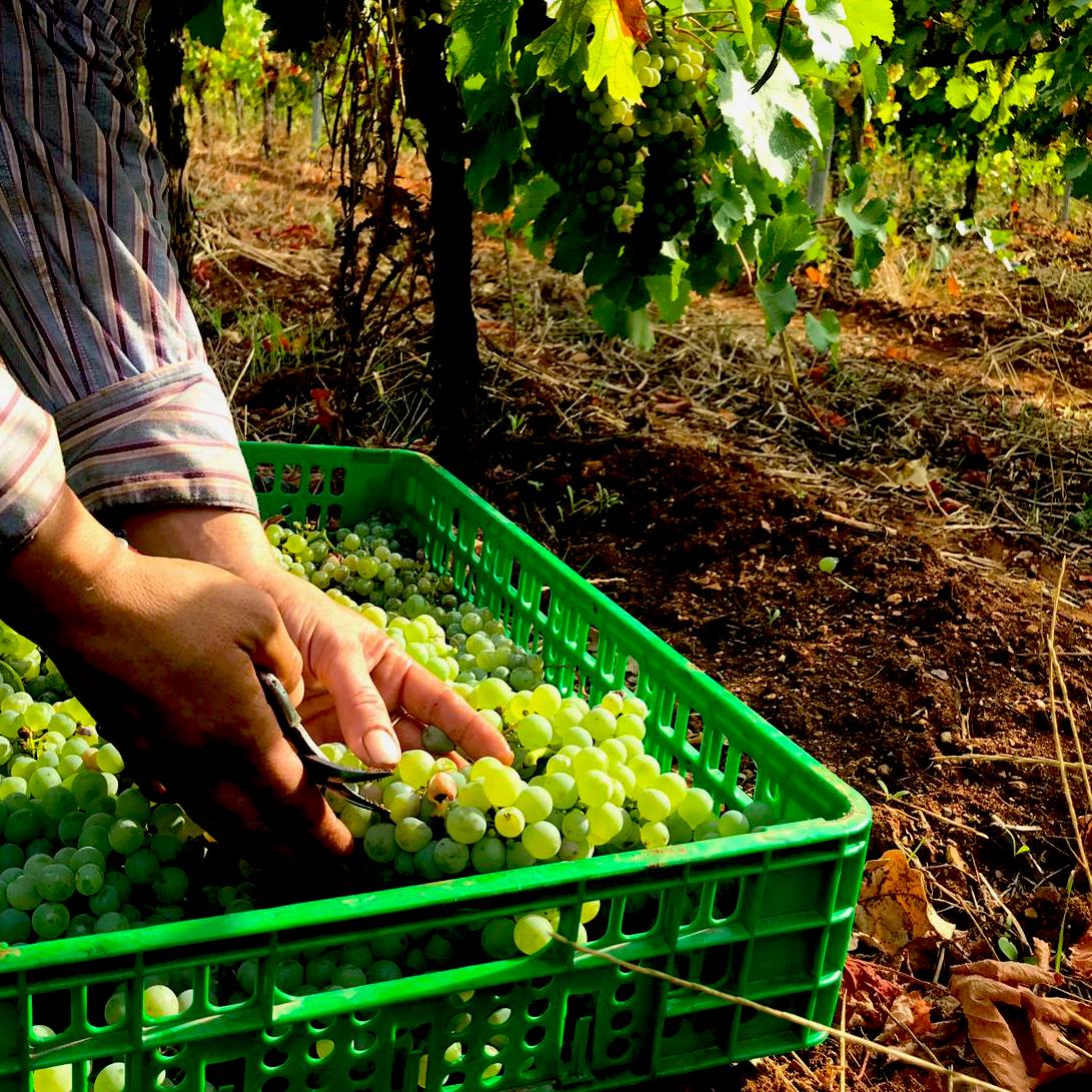 vigneti Pollino Enoico vigna Ferrocinto 4 - Meraviglie di Calabria - 6