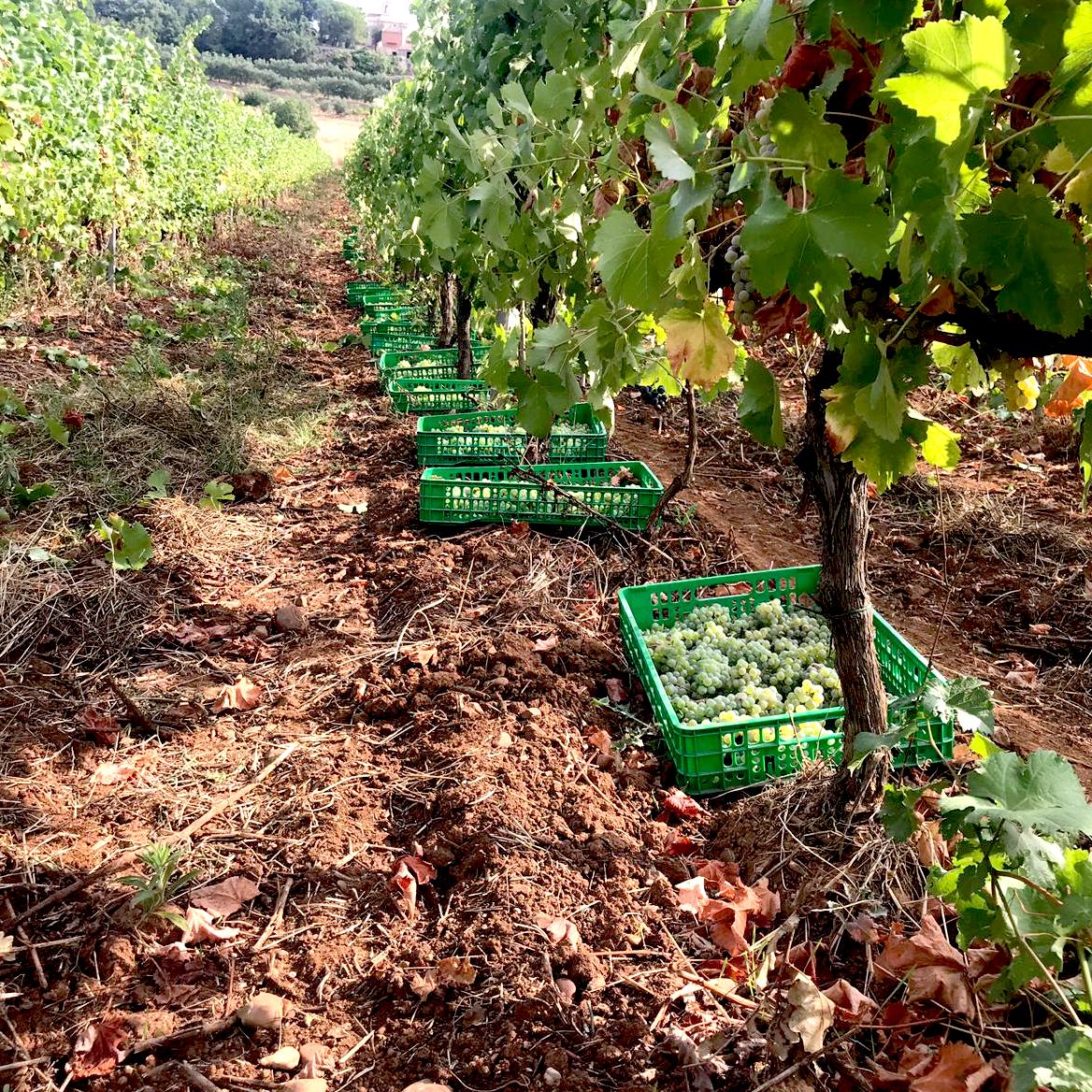 vigneti Pollino Enoico vigna Ferrocinto 5 - Meraviglie di Calabria - 8