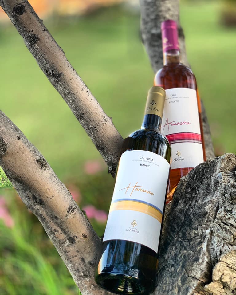 vino cantinacampana 8 - Meraviglie di Calabria - 4