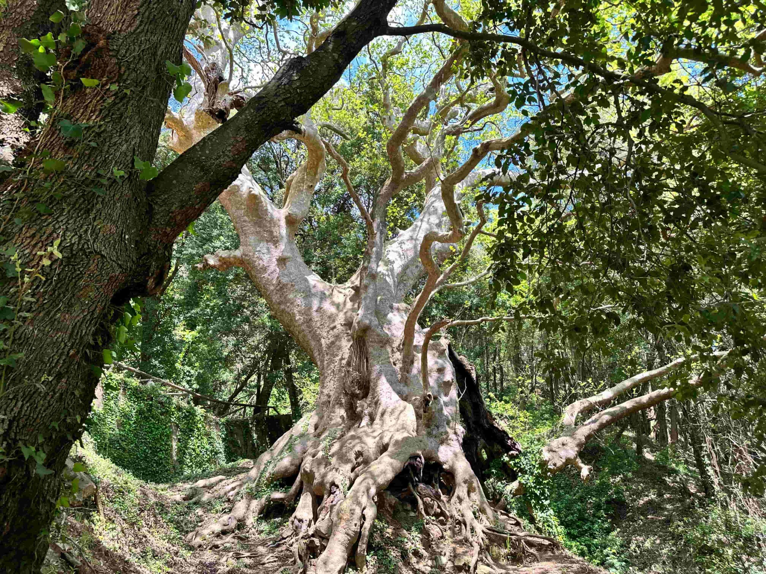 Curinga Platano 1 scaled - Meraviglie di Calabria - 20