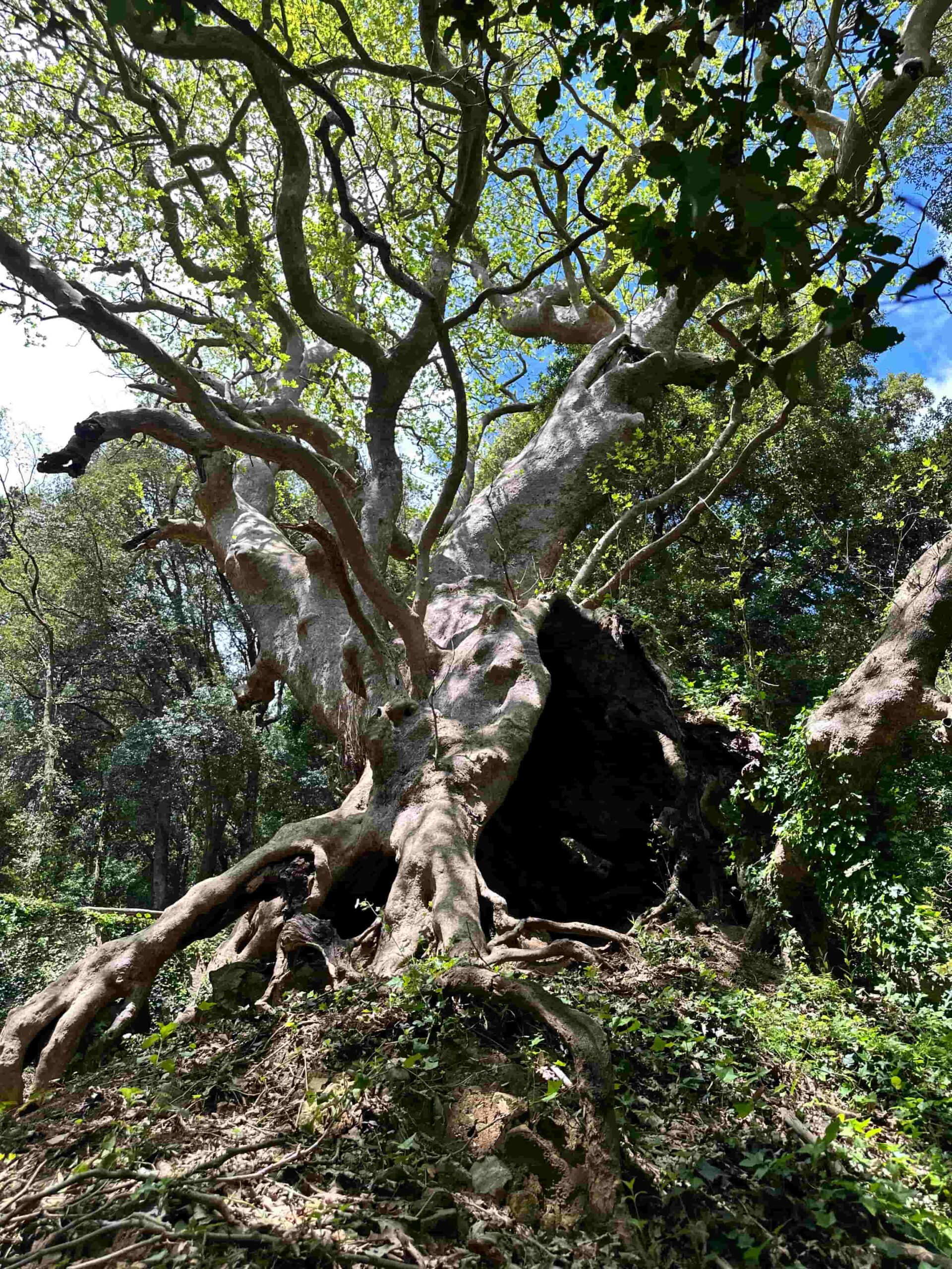 Curinga Platano 2 scaled - Meraviglie di Calabria - 26