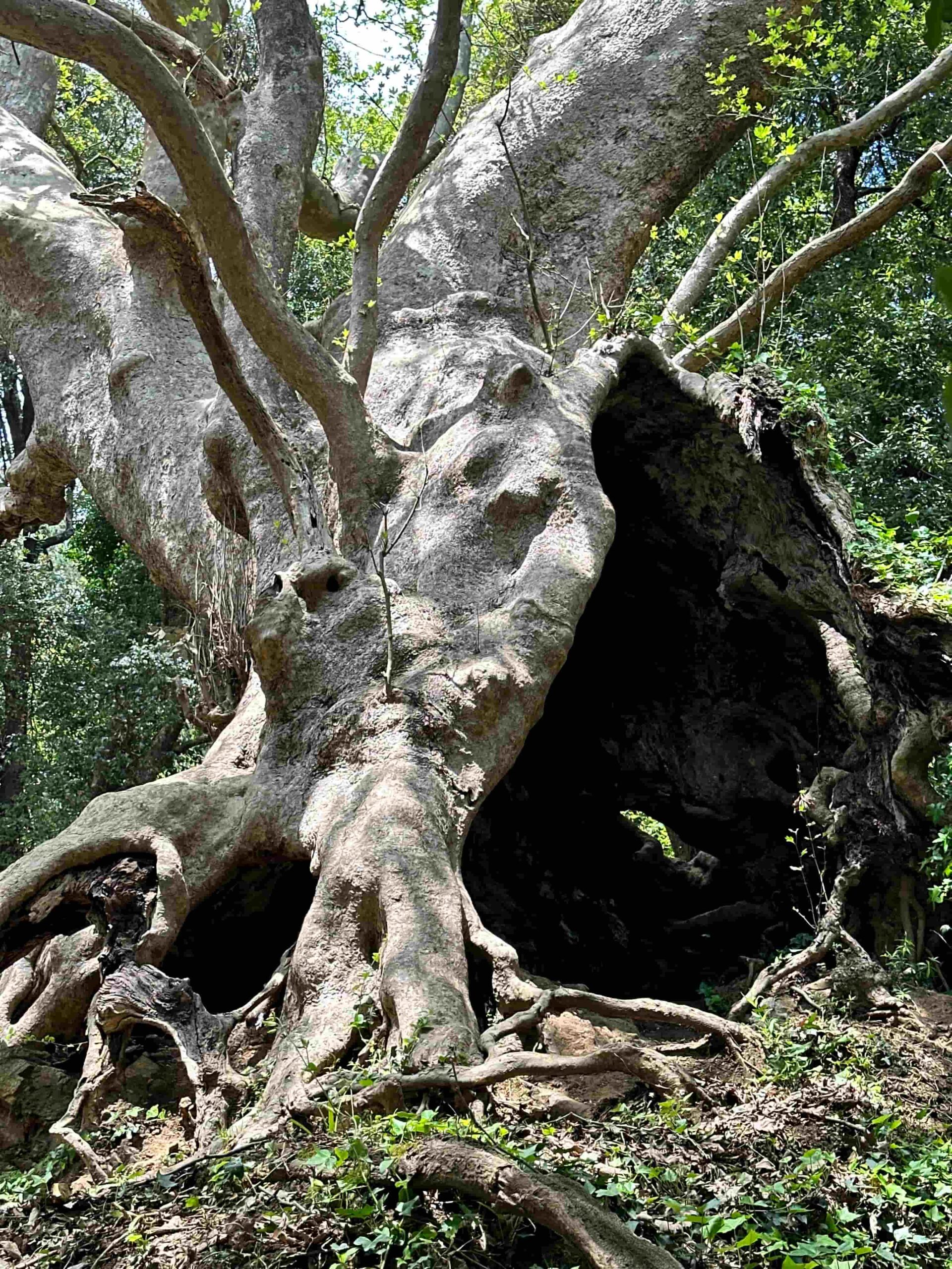 Curinga Platano 3 scaled - Meraviglie di Calabria - 28