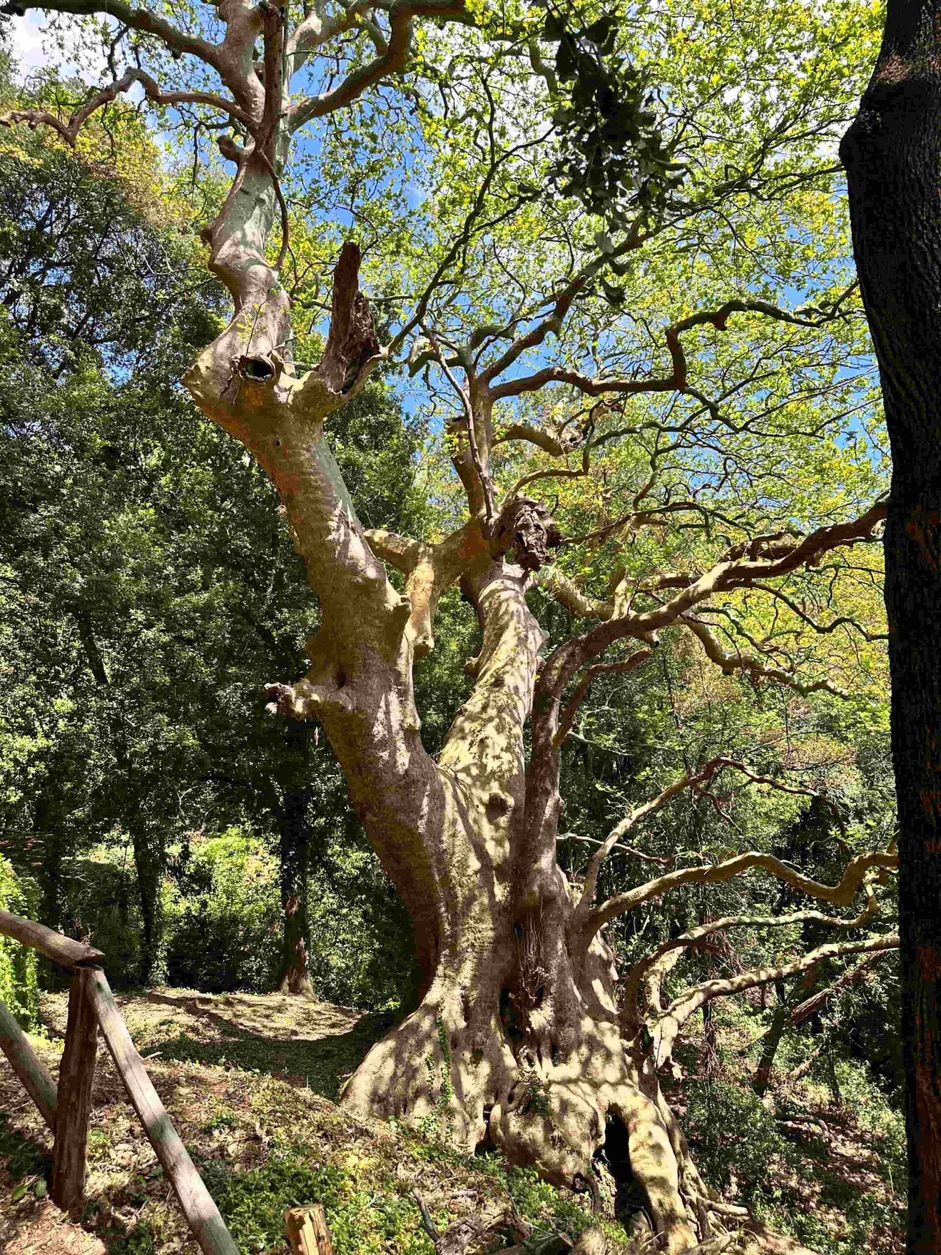 Curinga Platano 4 scaled - Meraviglie di Calabria - 24