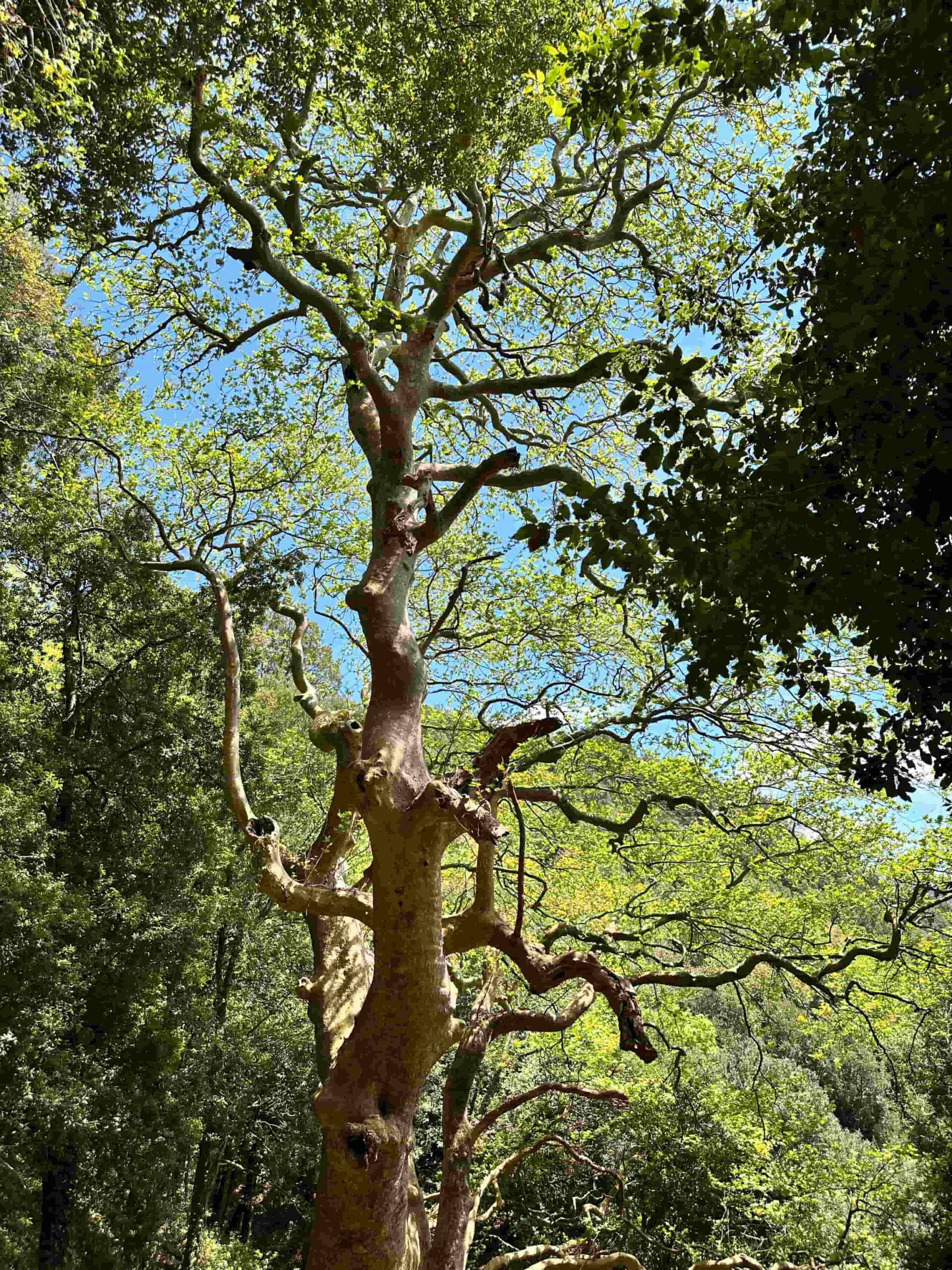 Curinga Platano 5 scaled - Meraviglie di Calabria - 22