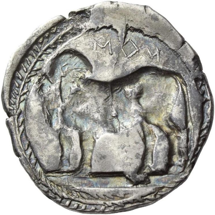 Laos toro androprosopo retrospiciente b - Meraviglie di Calabria - 6