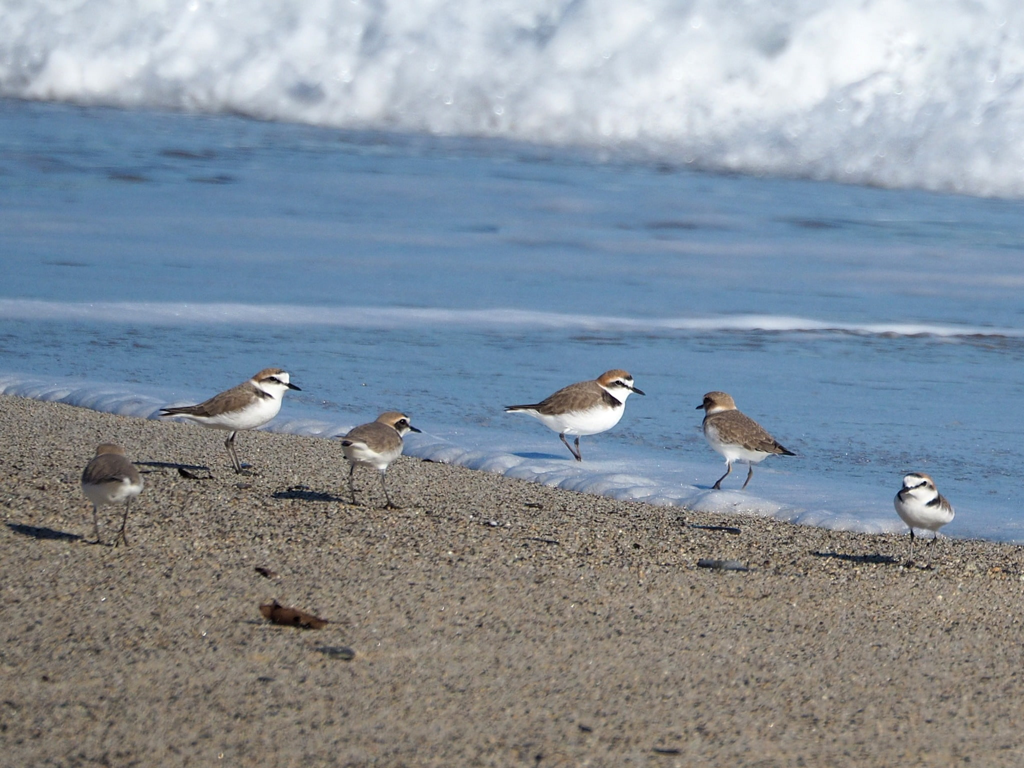Lipu Fratino Foto Rosario Balestrieri 3 - Meraviglie di Calabria - 2