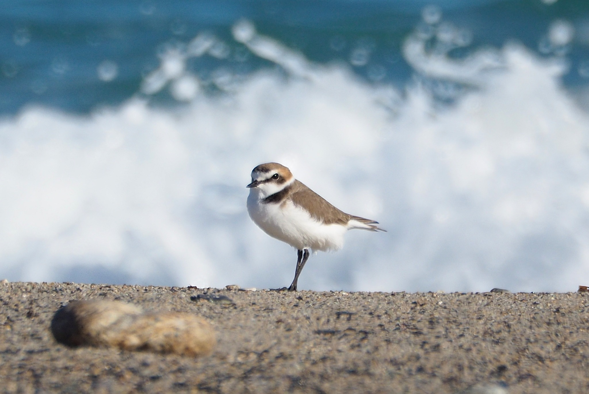 Il Fratino è tornato a riprodursi sulle spiagge della Calabria