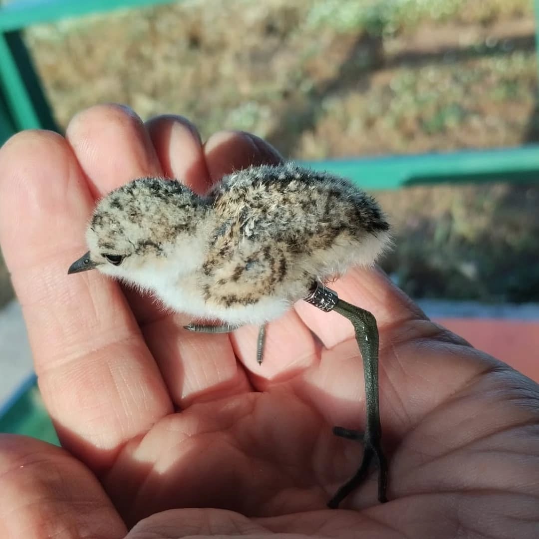 Lipu Fratino Foto Rosario Balestrieri 5 - Meraviglie di Calabria - 14