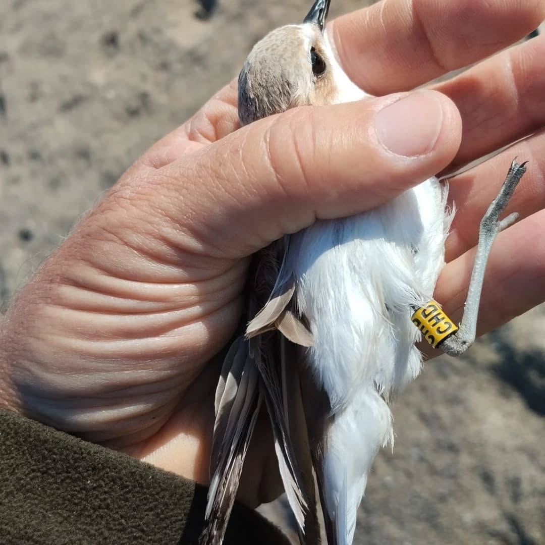 Lipu Fratino Foto Rosario Balestrieri 6 - Meraviglie di Calabria - 12