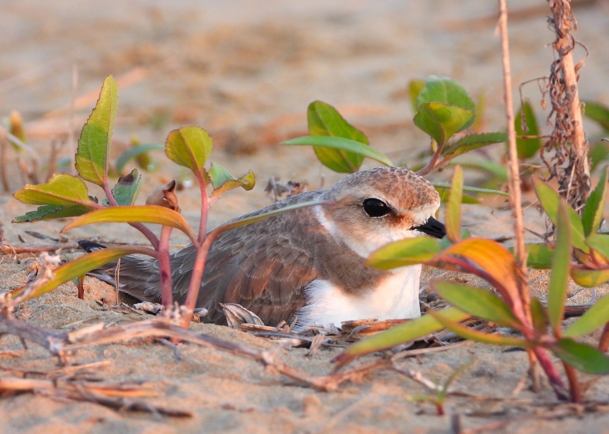 Lipu Fratino Foto Rosario Balestrieri - Meraviglie di Calabria - 4