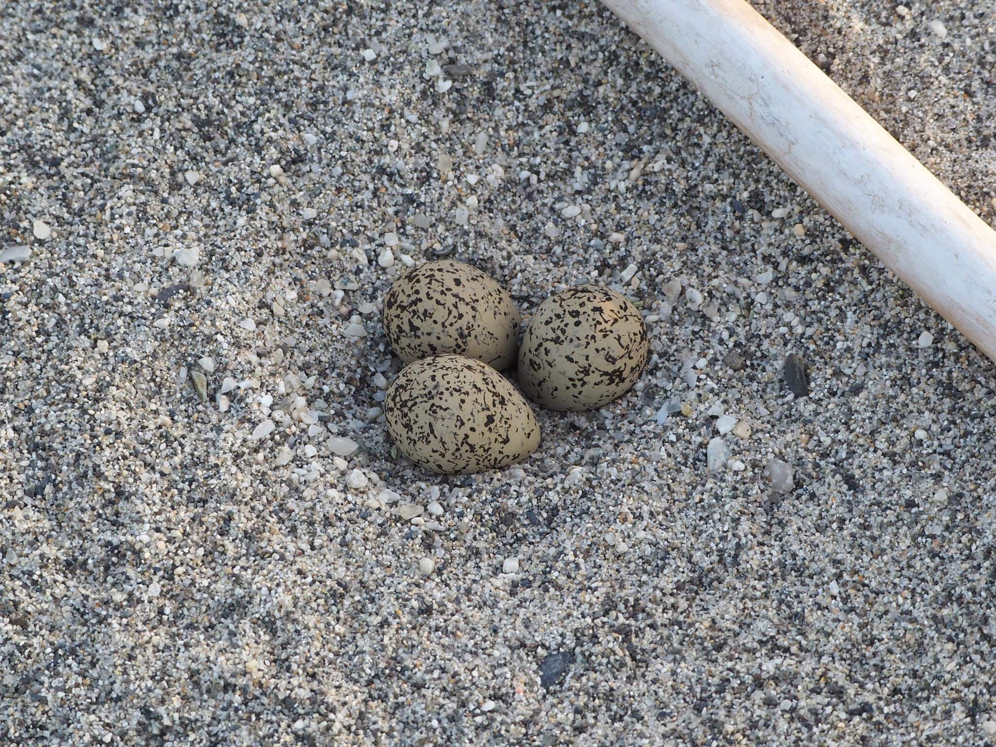 Lipu Fratino uova - Meraviglie di Calabria - 6