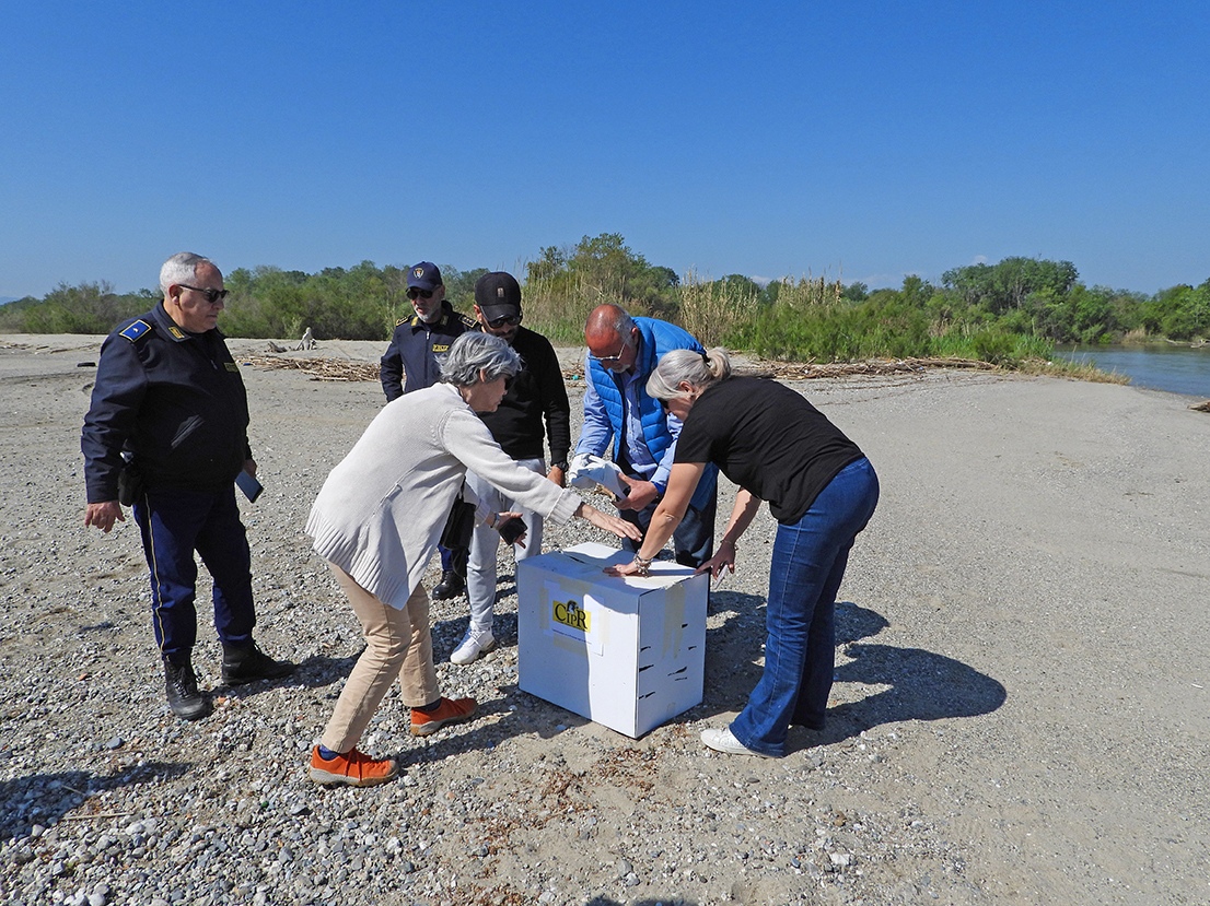 Riserva naturale della Foce del Crati 2 - Meraviglie di Calabria - 8