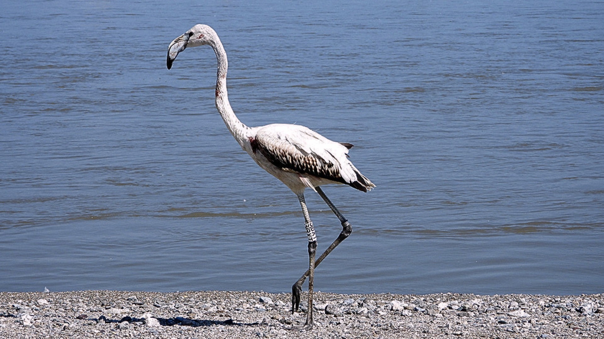 Fenicottero e gheppio liberati nella Riserva naturale della Foce del Crati