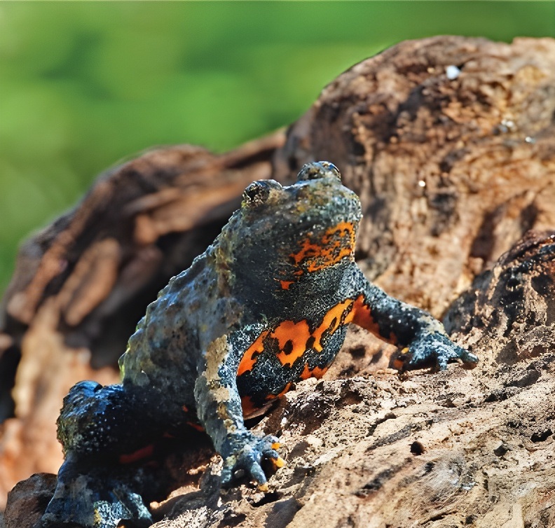 Tarsia Ululone appenninico - Riserve di Tarsia e Foce del Crati, un laboratorio all'aperto per l'Unical - 5 Tarsia Ululone appenninico - Meraviglie di Calabria - 4