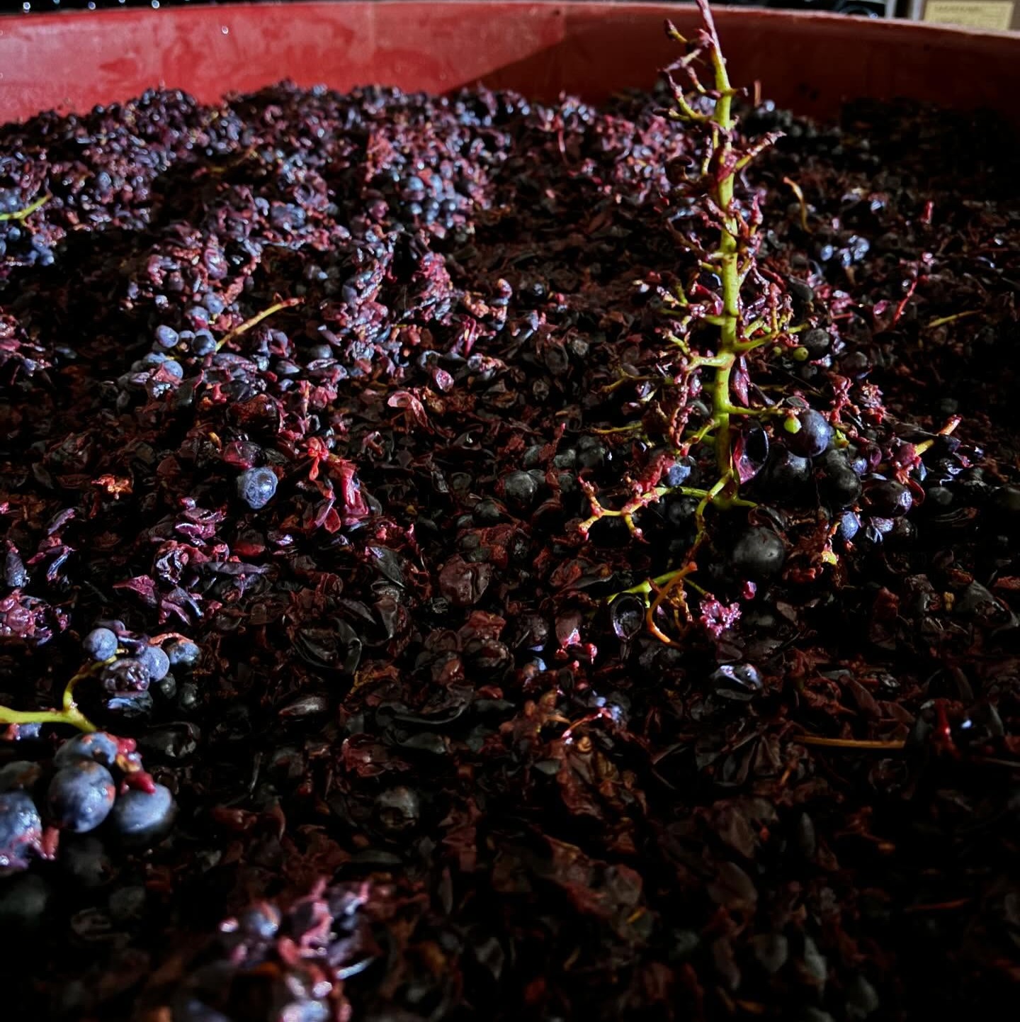 Uva nerello mascalese 1 a - La Calabria al Vinitaly, il Premio Betti alla Tenuta del Travale di Rovito - 9 Uva nerello mascalese 1 a - Meraviglie di Calabria - 8