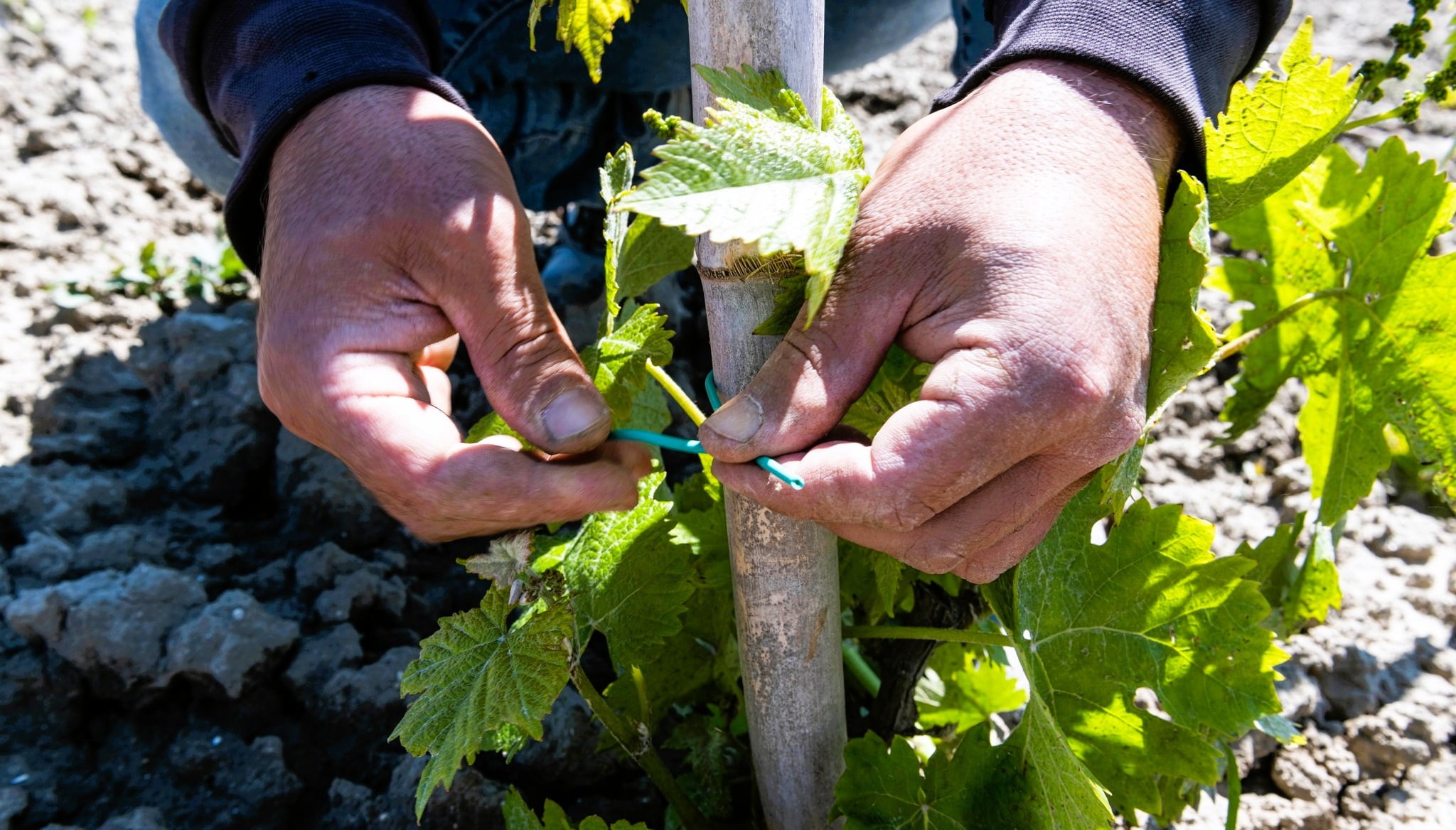 Vini di Strongoli, i primi passi verso il riconoscimento della DOC