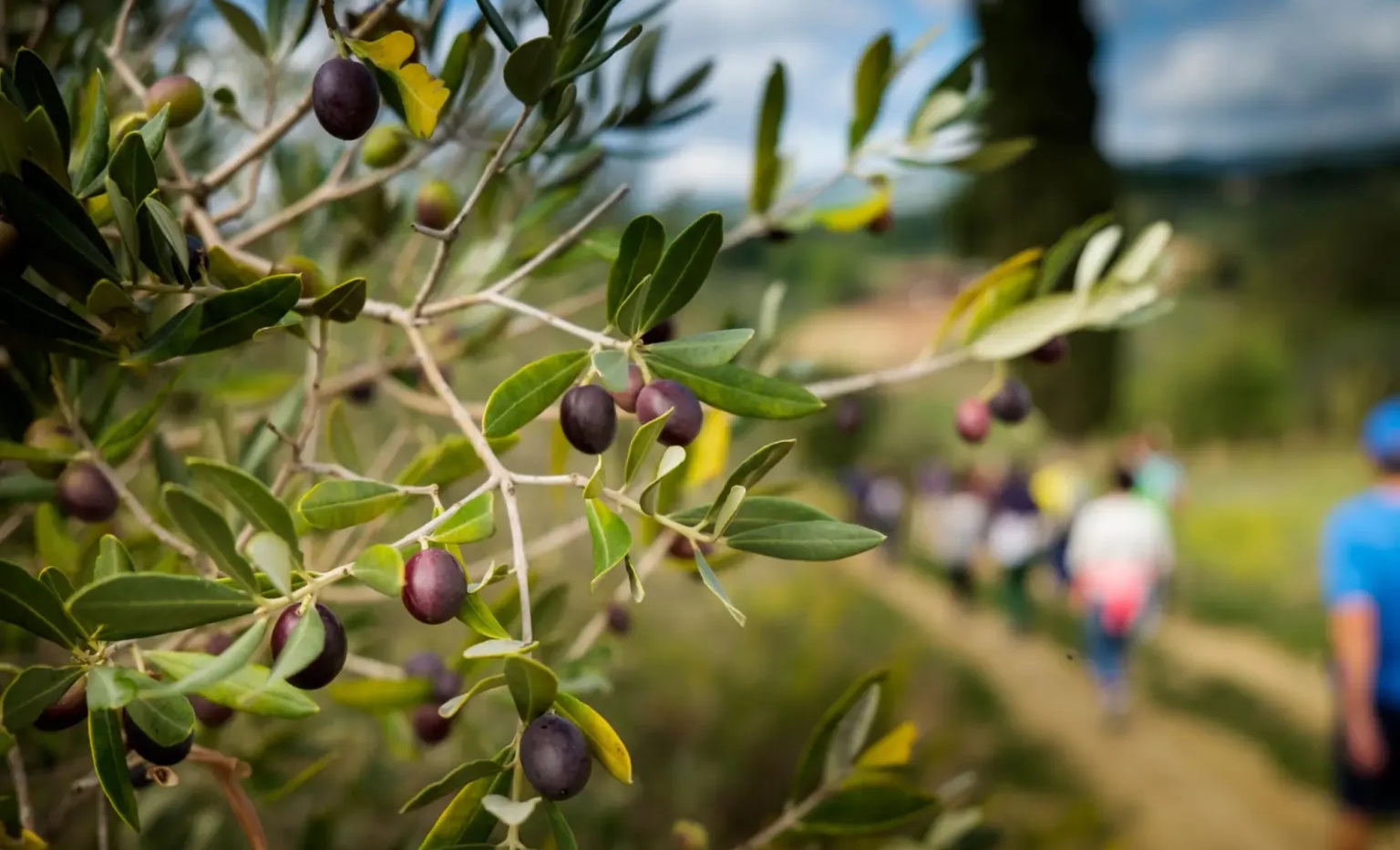 Oleoturismo, da Cotronei il lancio di un modello per la Calabria