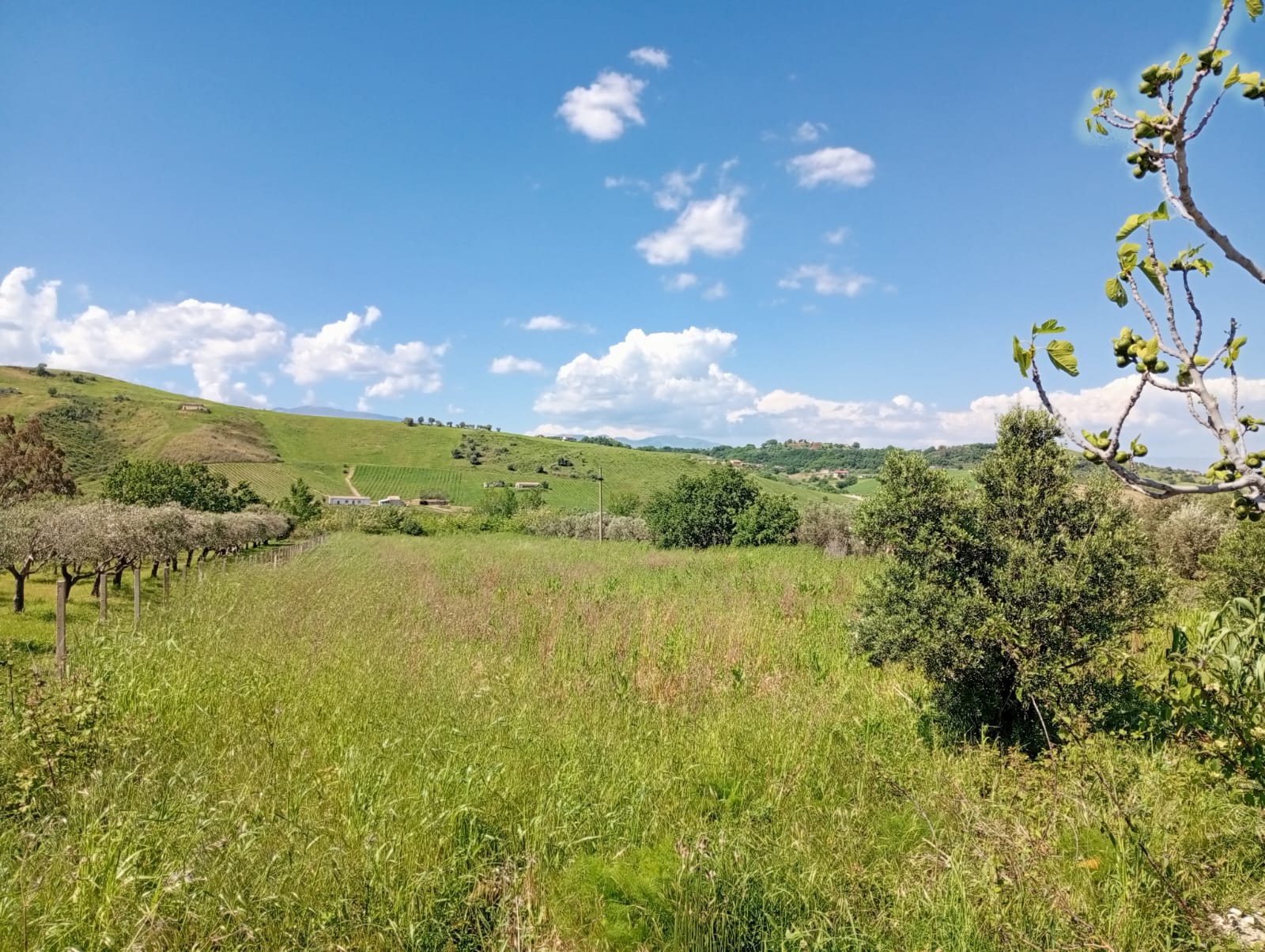 Dagli Usa in Calabria per dar vita ad un orto comune. La proposta di Francesco Incoronato