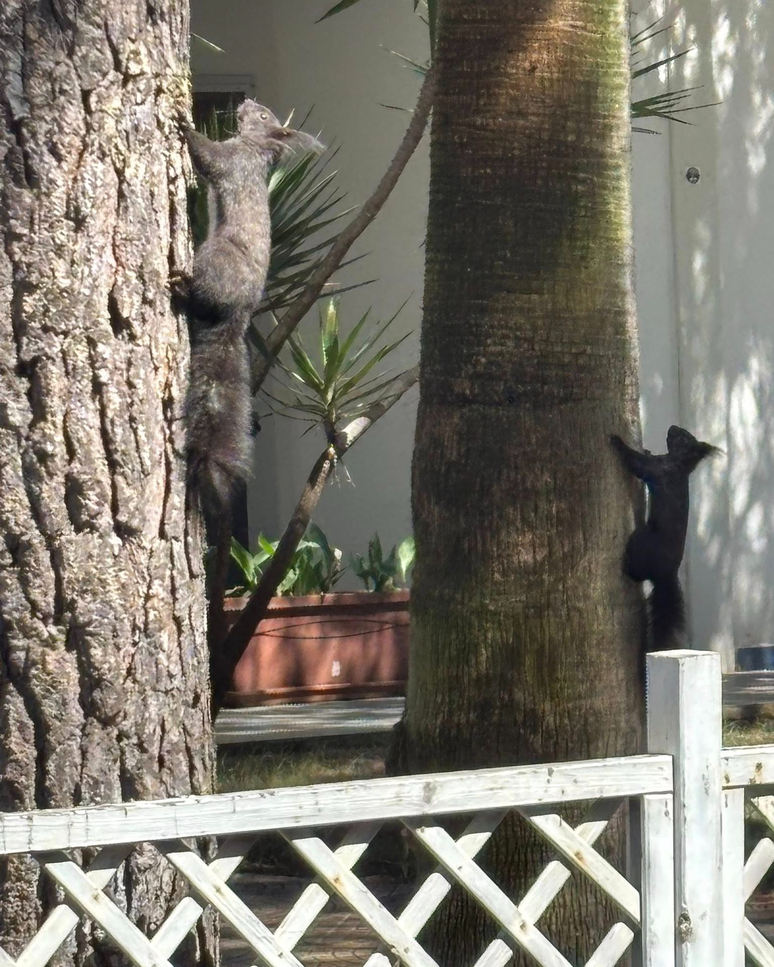 scoiattolo marina Sibari 1 - Meraviglie di Calabria - 6