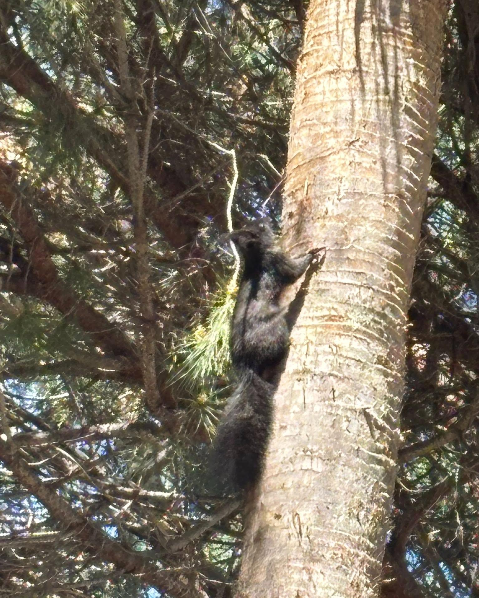 scoiattolo marina Sibari 2 - Meraviglie di Calabria - 10