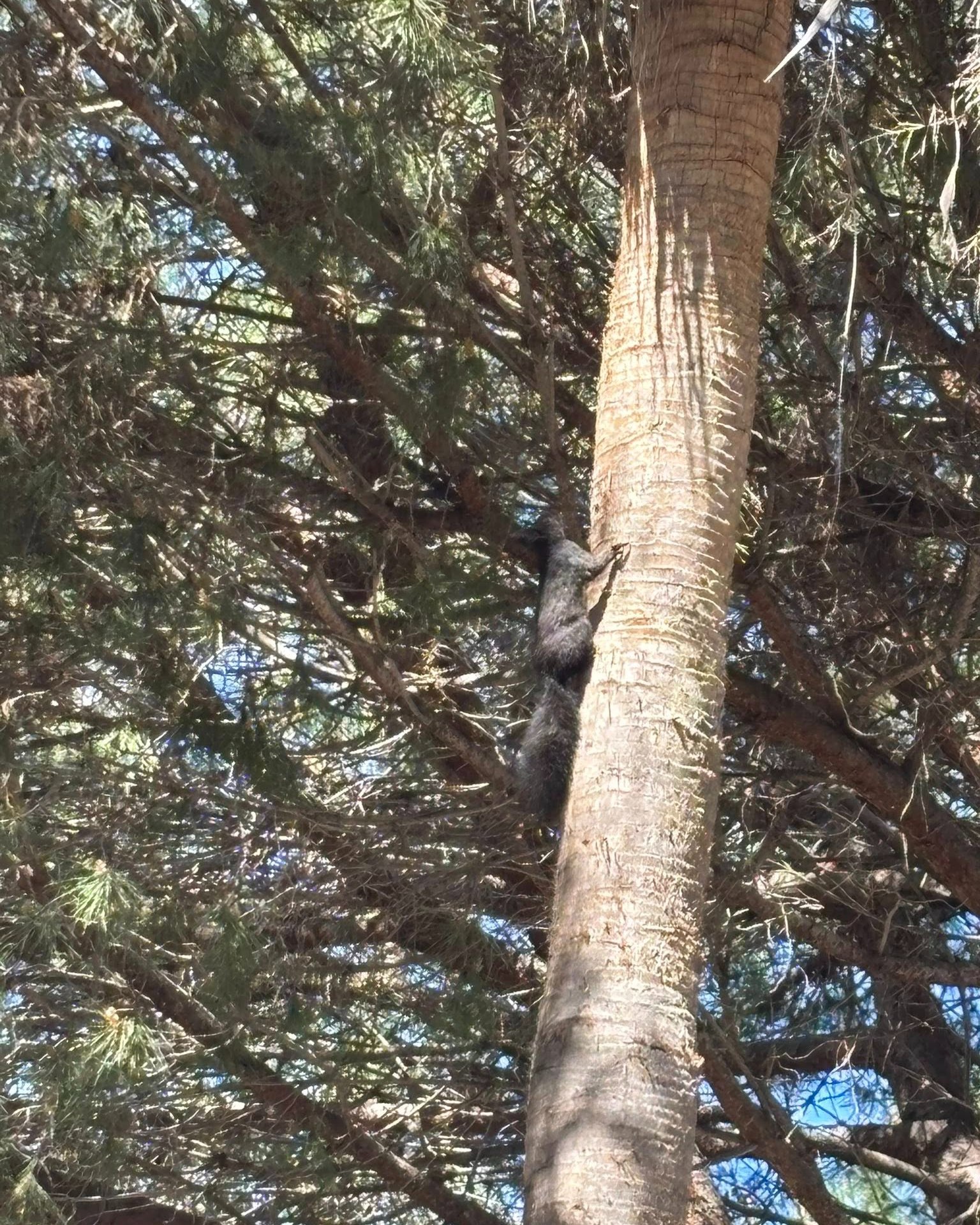 scoiattolo marina Sibari 3 - Meraviglie di Calabria - 8