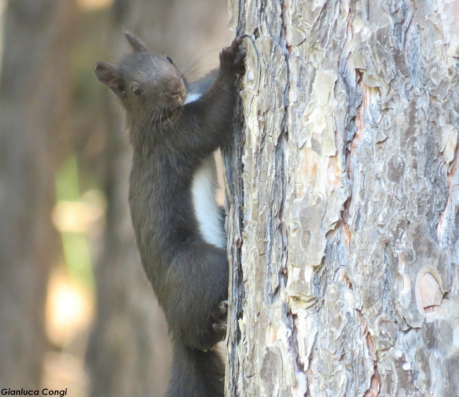 scoiattolo ph Gianluca Congi 2 - Meraviglie di Calabria - 2