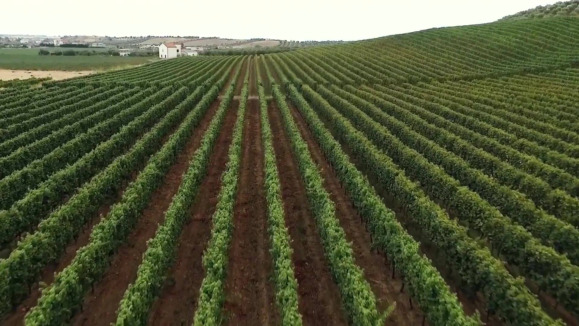vigneto Cantina RussoLongo - Meraviglie di Calabria - 2