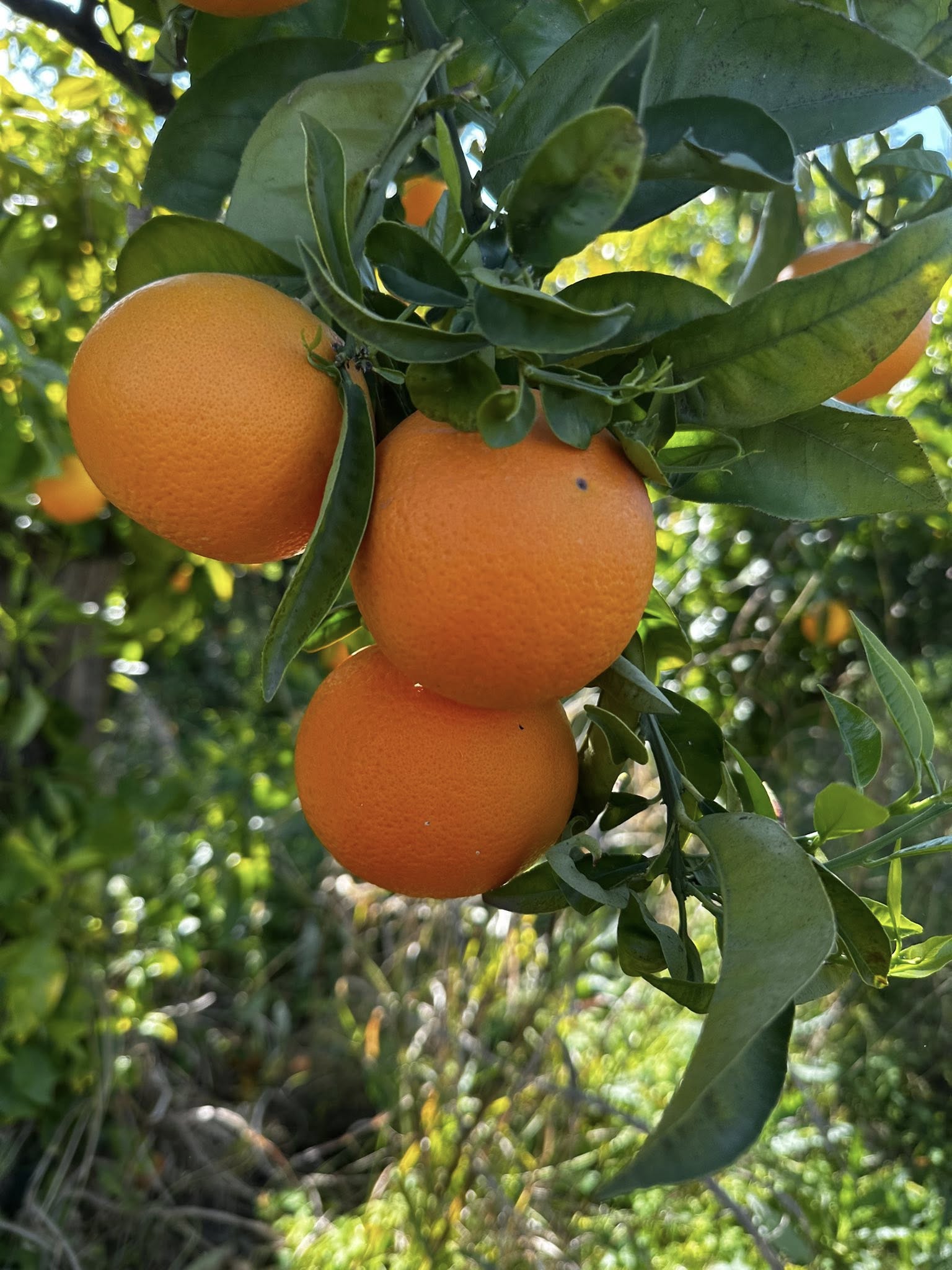 Arancio biondo di trebisacce 1 - Meraviglie di Calabria - 4