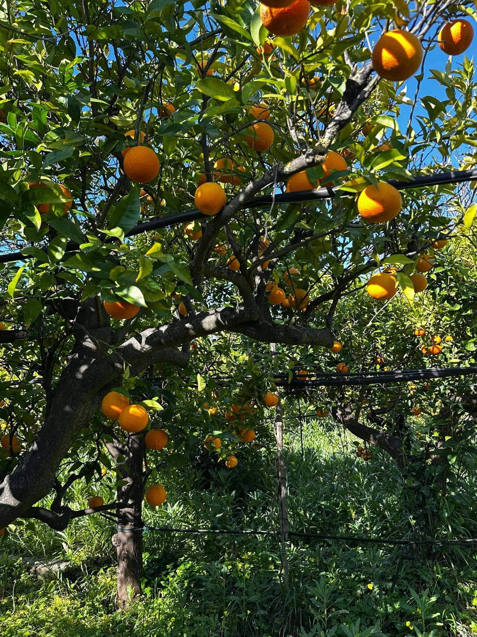 Arancio biondo di trebisacce 2 - Meraviglie di Calabria - 10