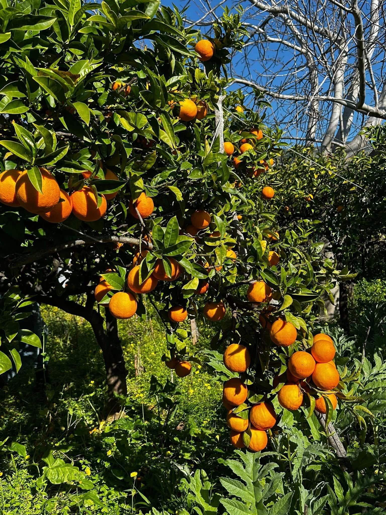 Arancio biondo di trebisacce 3 - Meraviglie di Calabria - 6