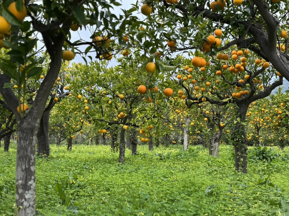 Arancio biondo di trebisacce 6 - Meraviglie di Calabria - 2
