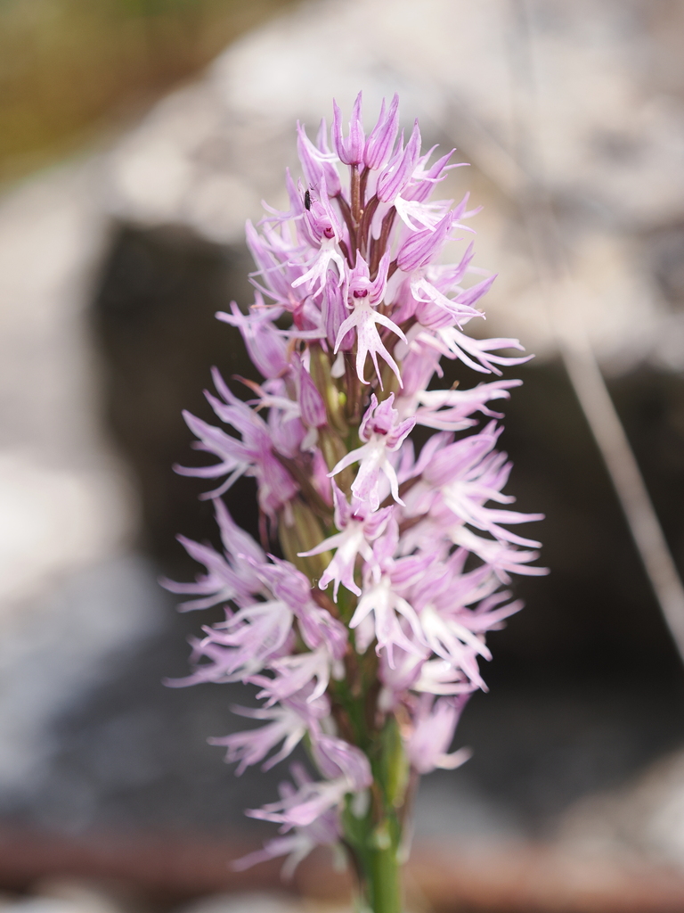 Ferruzzano BioBliz Orchidea Italiana © Luigi Torino - Meraviglie di Calabria - 12