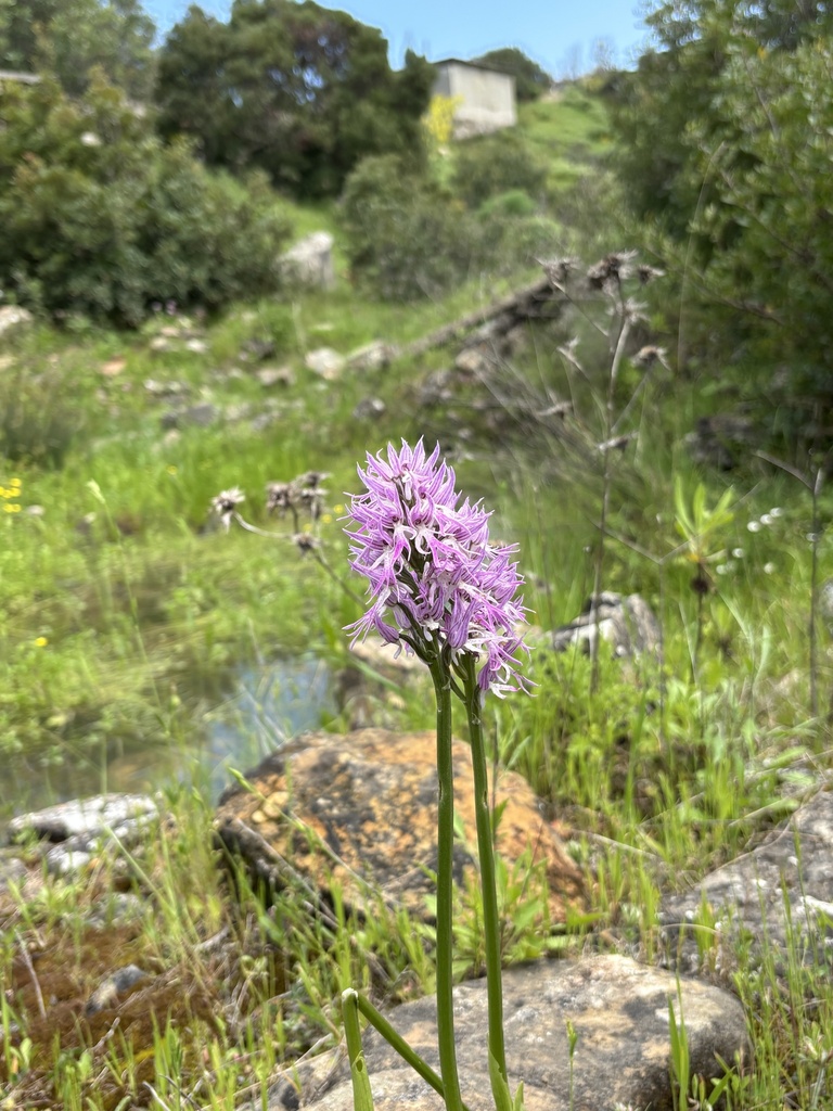 Ferruzzano BioBliz Orchidea italiana © martina r - Meraviglie di Calabria - 22
