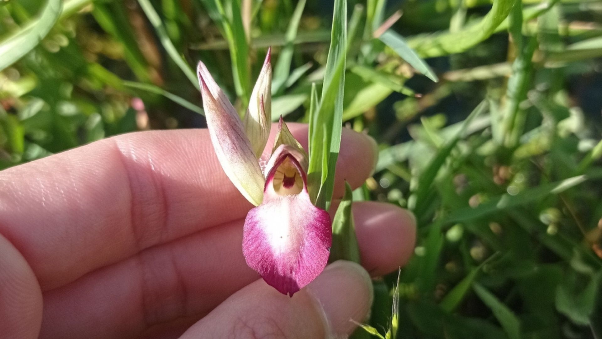 BioBlitz in Aspromonte, tutte le meraviglie della biodiversità nascosta