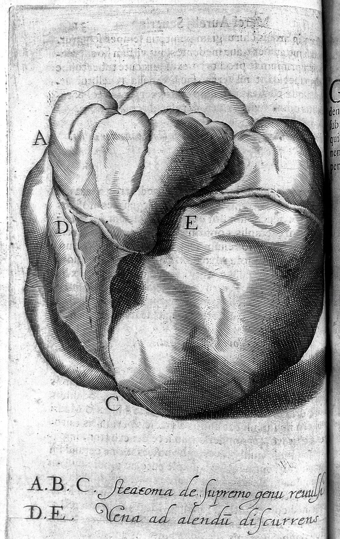 Marco Aurelio Severino illustrazione 1 - Meraviglie di Calabria - 2