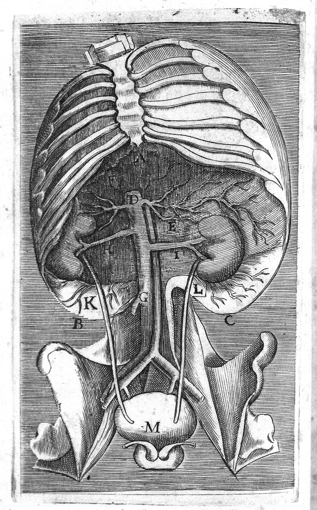 Marco Aurelio Severino illustrazione 2 - Meraviglie di Calabria - 4