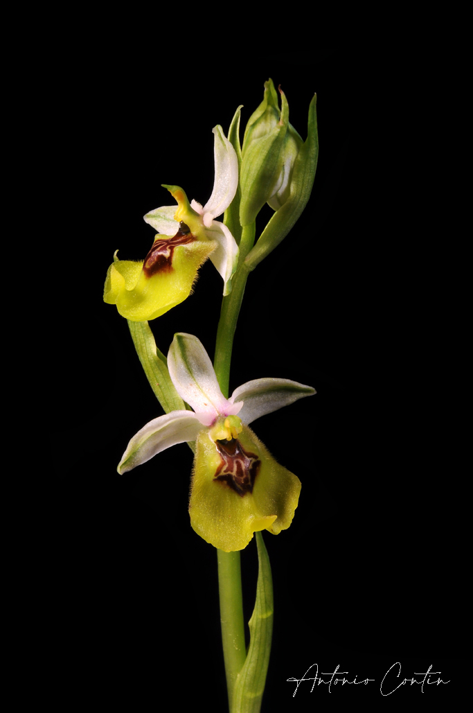 Pollino orchidee ph AntonioContin 2 - Natura e territorio, Cassano All'Ionio capitale della biodiversità - 9 Pollino orchidee ph AntonioContin 2 - Meraviglie di Calabria - 8