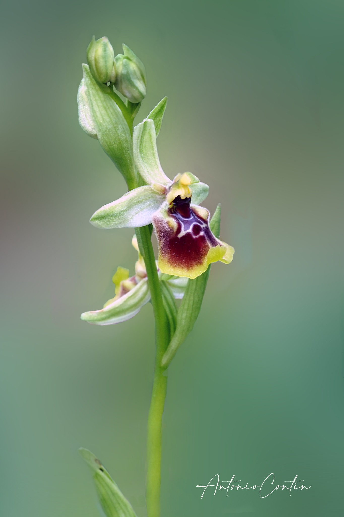 Pollino orchidee ph AntonioContin 5 - Natura e territorio, Cassano All'Ionio capitale della biodiversità - 11 Pollino orchidee ph AntonioContin 5 - Meraviglie di Calabria - 10