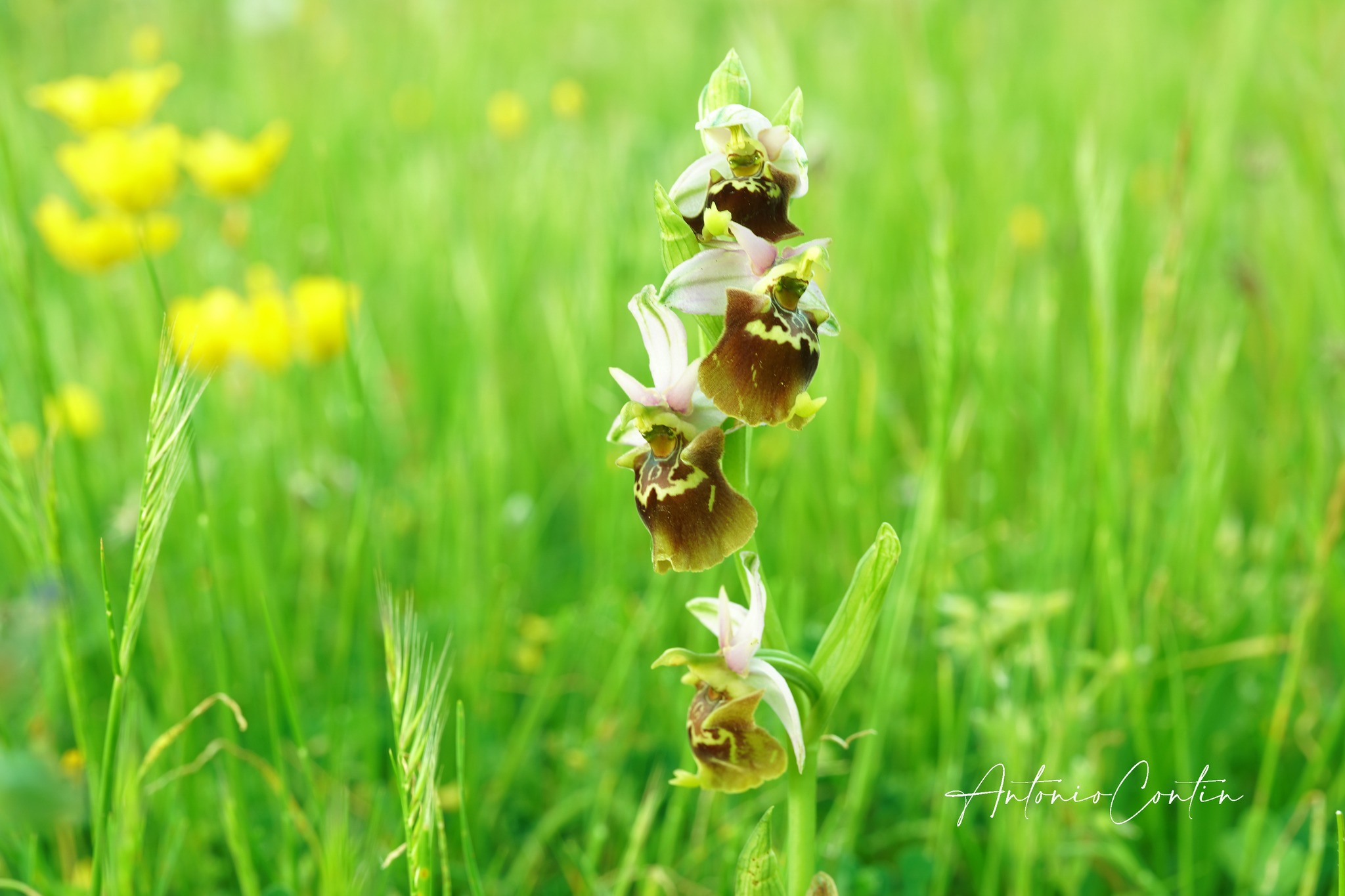 Pollino orchidee ph AntonioContin 6 - Natura e territorio, Cassano All'Ionio capitale della biodiversità - 5 Pollino orchidee ph AntonioContin 6 - Meraviglie di Calabria - 4