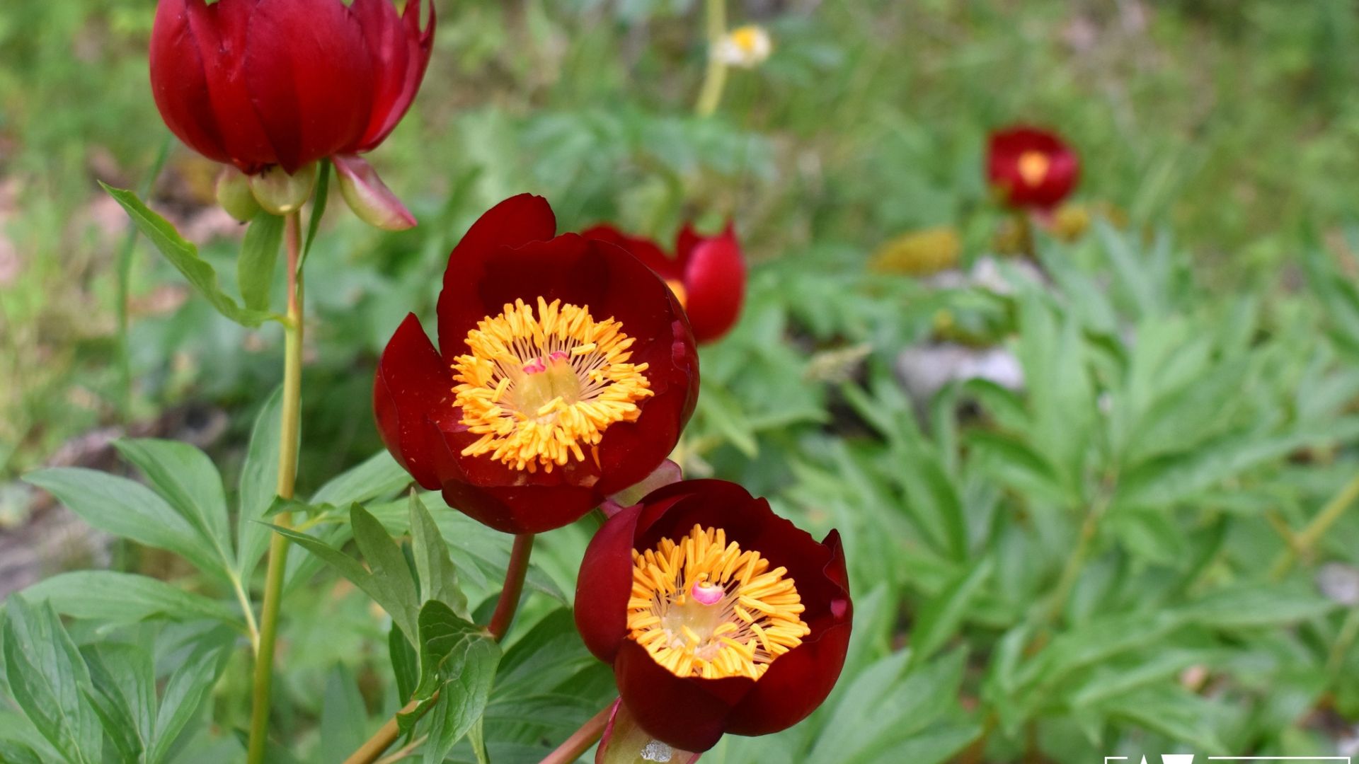 Magnifiche sfumature di rosso, la fioritura delle peonie sul Pollino