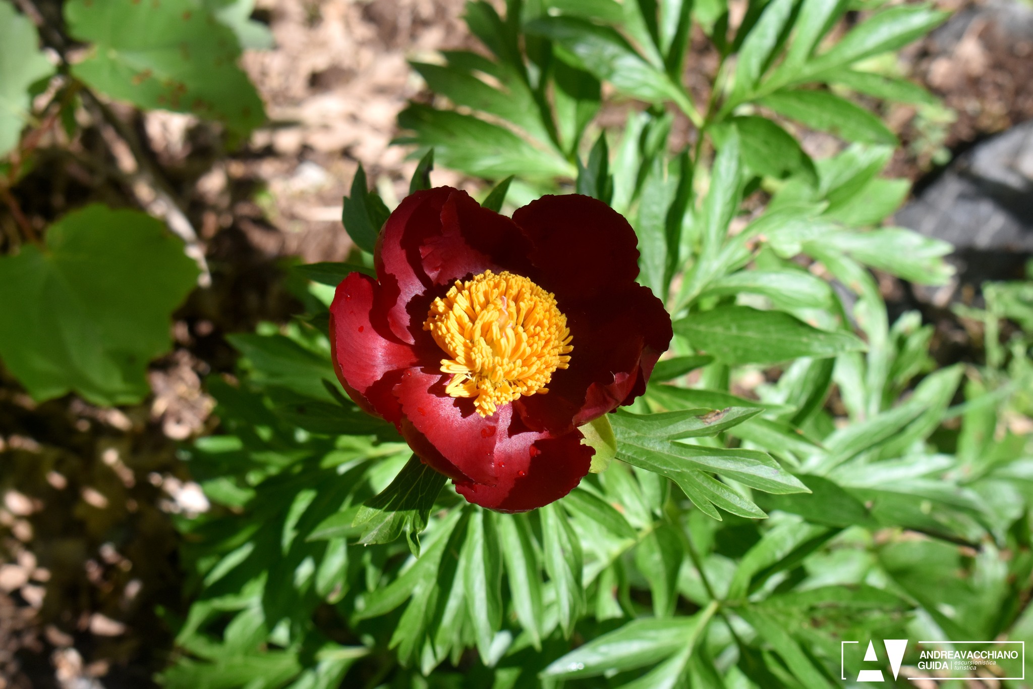 Pollino peonia officinalis ph Andrea Vacchiano guida Pollino 5 - Magnifiche sfumature di rosso, la fioritura delle peonie sul Pollino - 13 Pollino peonia officinalis ph Andrea Vacchiano guida Pollino 5 - Meraviglie di Calabria - 12