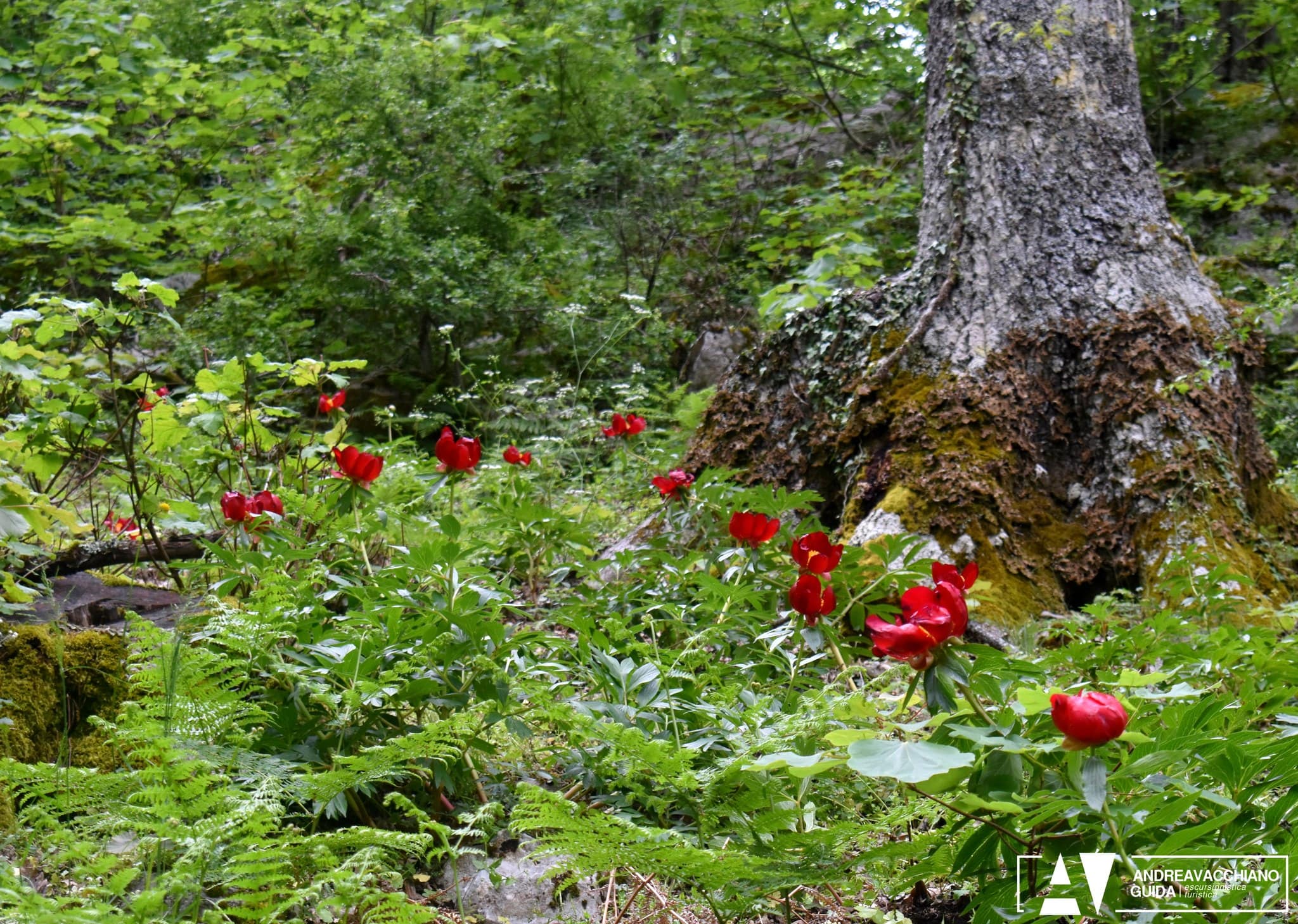 Pollino peonia officinalis ph Andrea Vacchiano guida Pollino 6 - Magnifiche sfumature di rosso, la fioritura delle peonie sul Pollino - 5 Pollino peonia officinalis ph Andrea Vacchiano guida Pollino 6 - Meraviglie di Calabria - 4