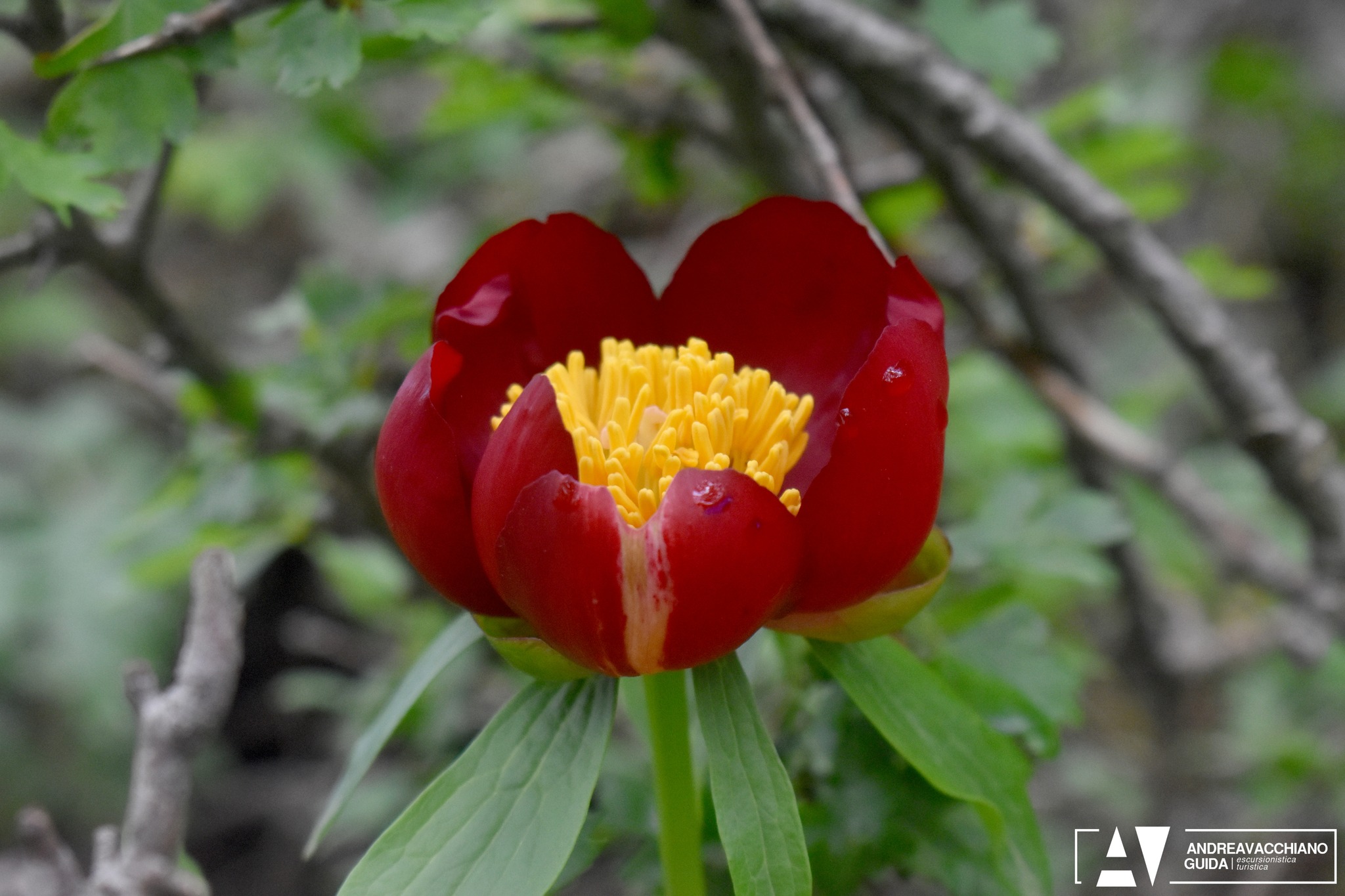Pollino peonia officinalis ph Andrea Vacchiano guida Pollino 7 - Magnifiche sfumature di rosso, la fioritura delle peonie sul Pollino - 9 Pollino peonia officinalis ph Andrea Vacchiano guida Pollino 7 - Meraviglie di Calabria - 8